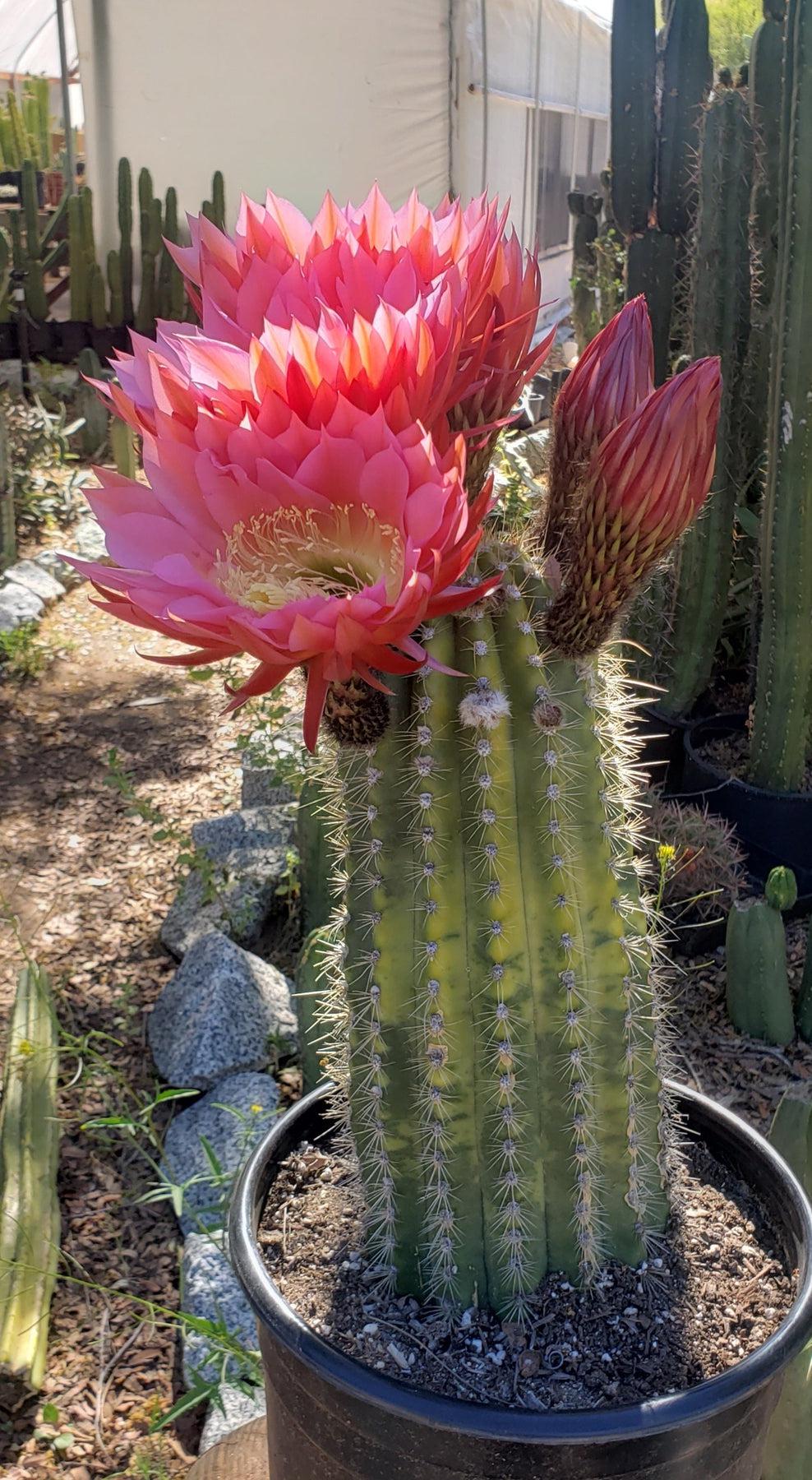 #EC194 Trichocereus Grandiflorus "Flying Saucer" Cactus Cuttings & Potted 5-10”