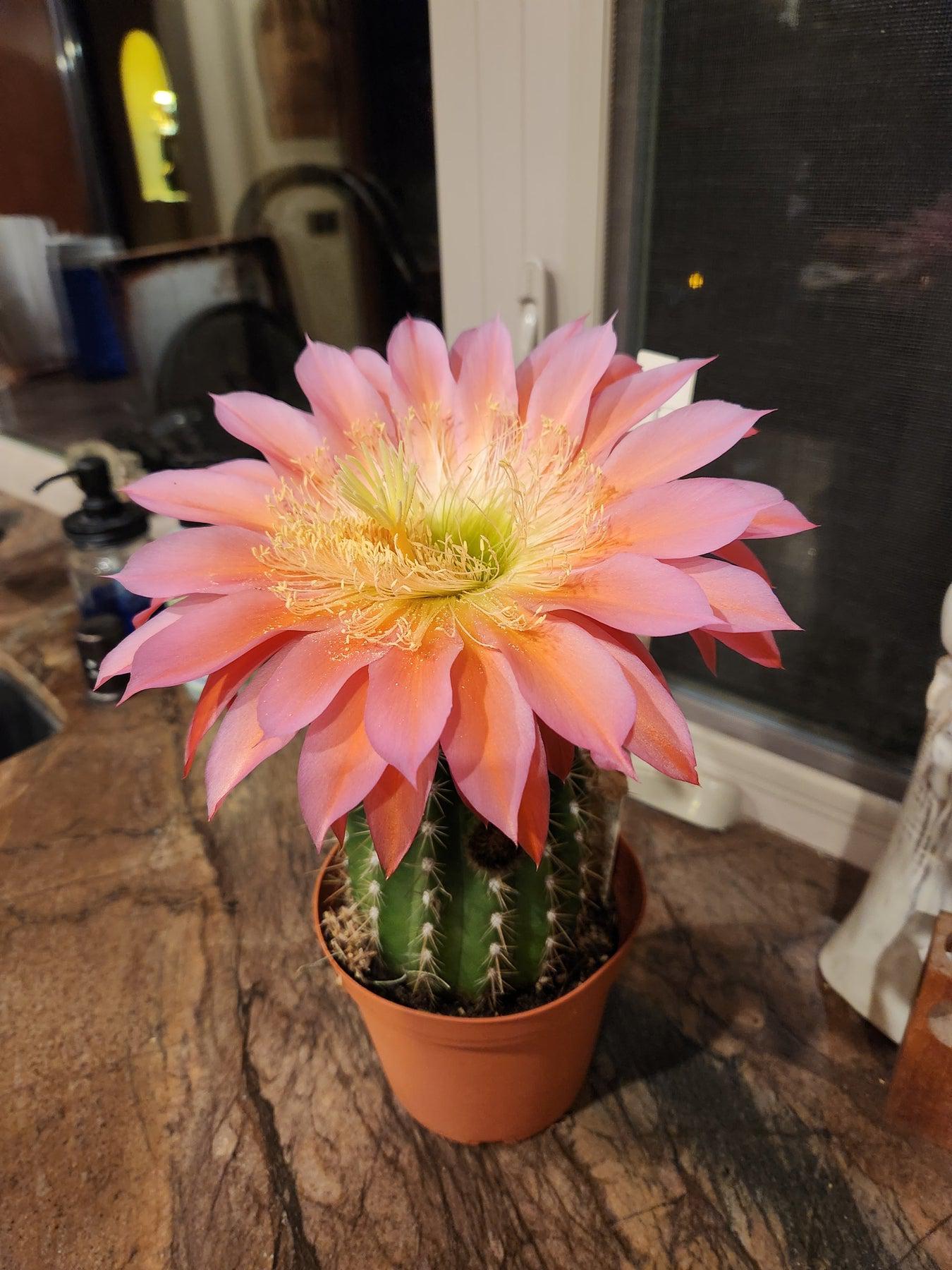 #EC194 Trichocereus Grandiflorus "Flying Saucer" Cactus Cuttings & Potted 5-10”