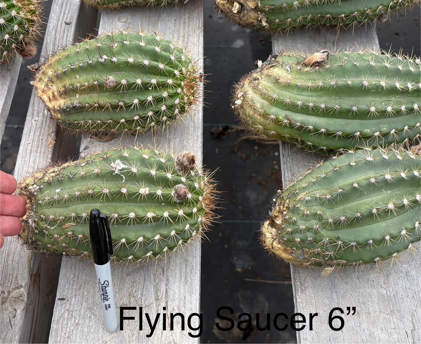 #EC194 Trichocereus Grandiflorus "Flying Saucer" Cactus Cuttings & Potted 5-10”