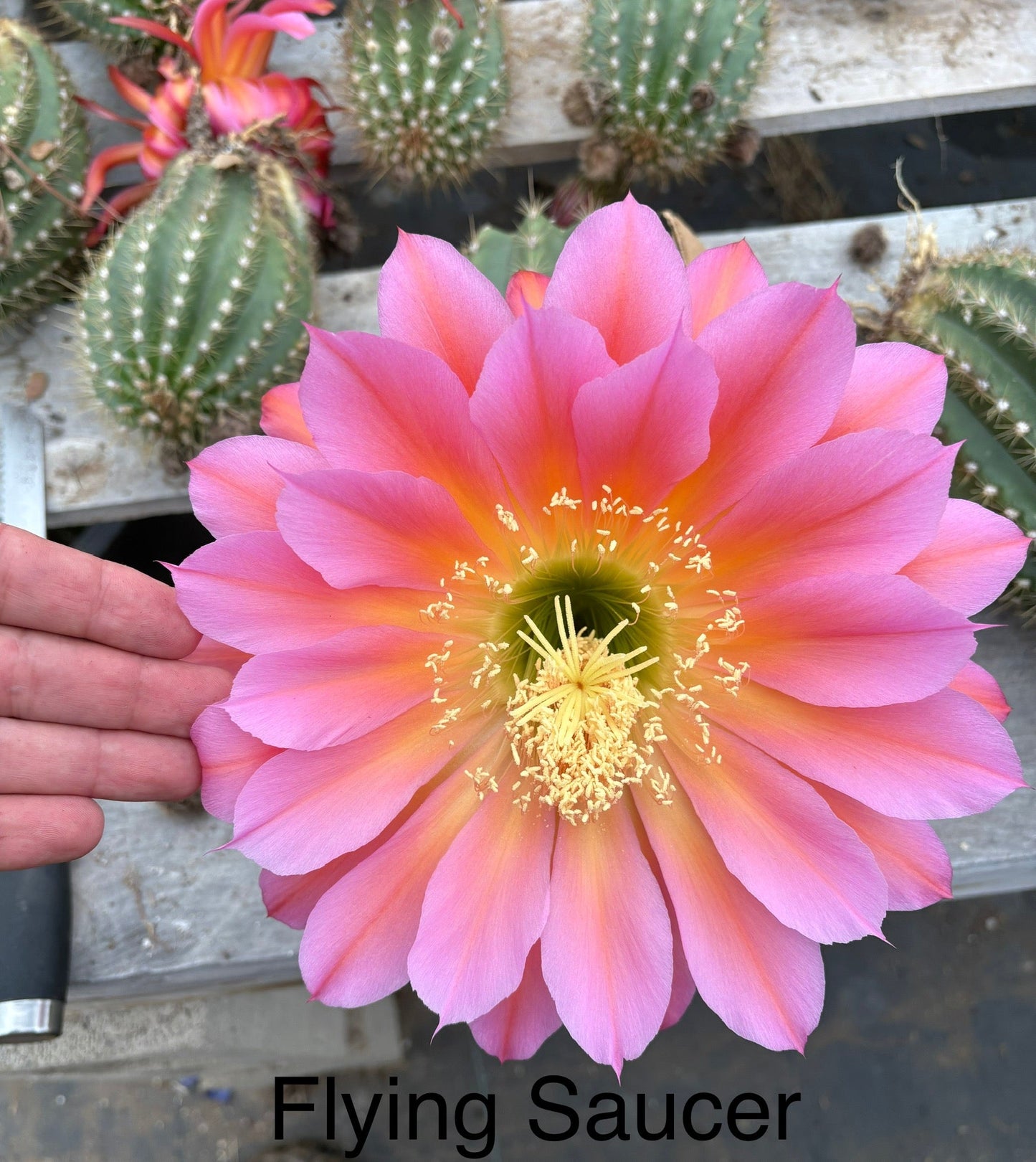 #EC194 Trichocereus Grandiflorus "Flying Saucer" Cactus Cuttings & Potted 5-10”