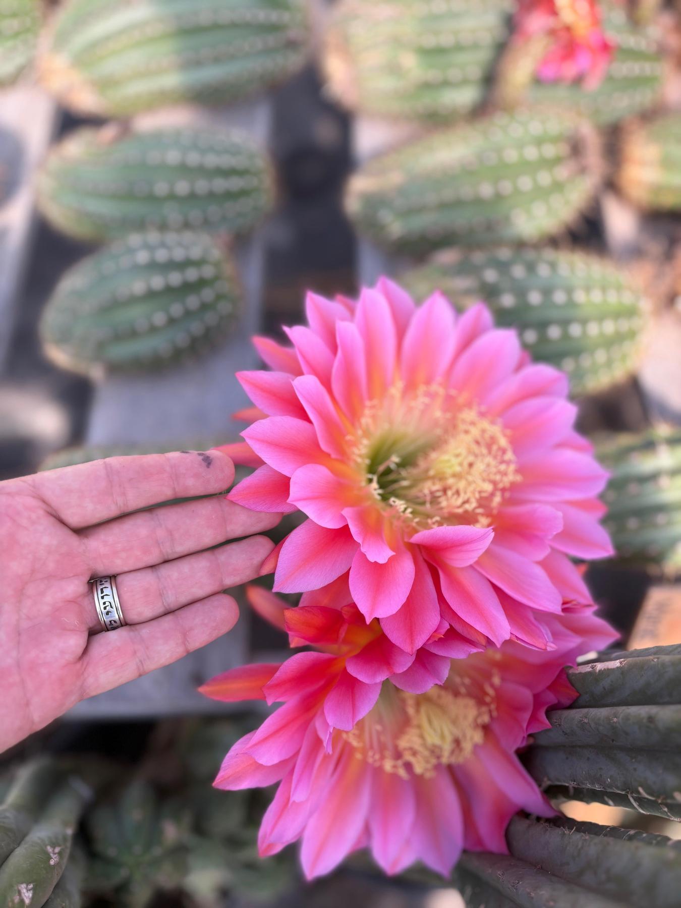#EC194 Trichocereus Grandiflorus "Flying Saucer" Cactus Cuttings & Potted 5-10”