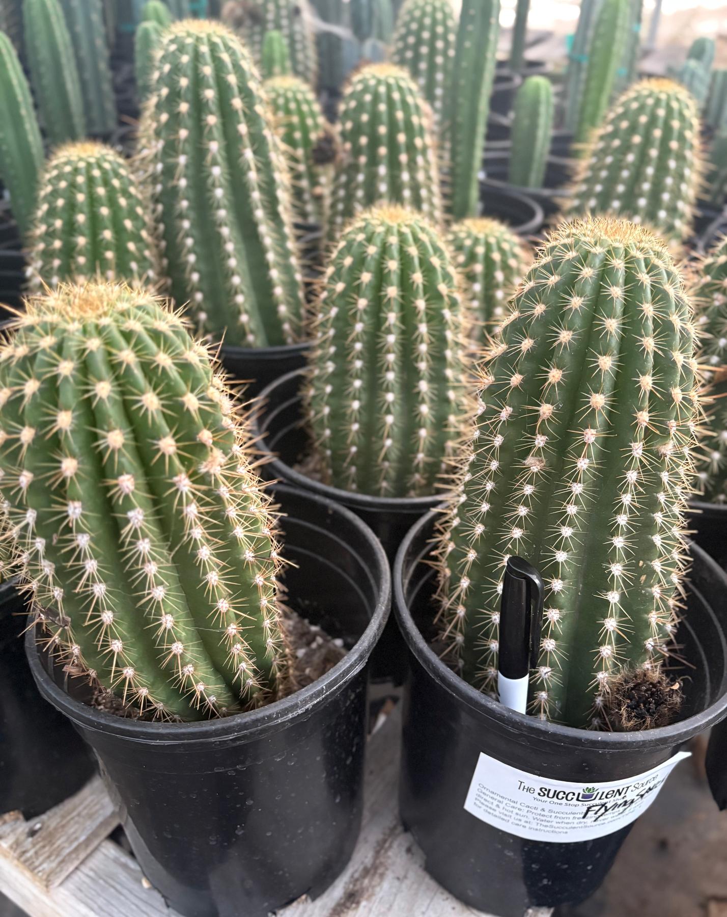 #EC194 Trichocereus Grandiflorus "Flying Saucer" Cactus Cuttings & Potted 5-10”
