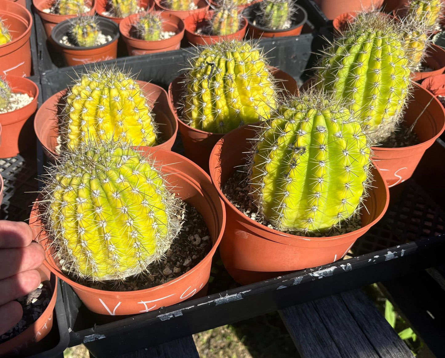 #EC194 Trichocereus Grandiflorus "Flying Saucer" Cactus Cuttings & Potted 5-10”