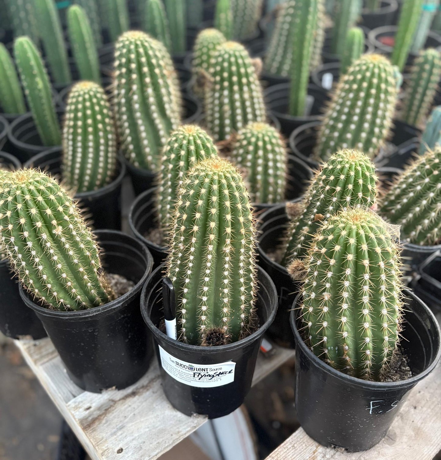 #EC194 Trichocereus Grandiflorus "Flying Saucer" Cactus Cuttings & Potted 5-10”