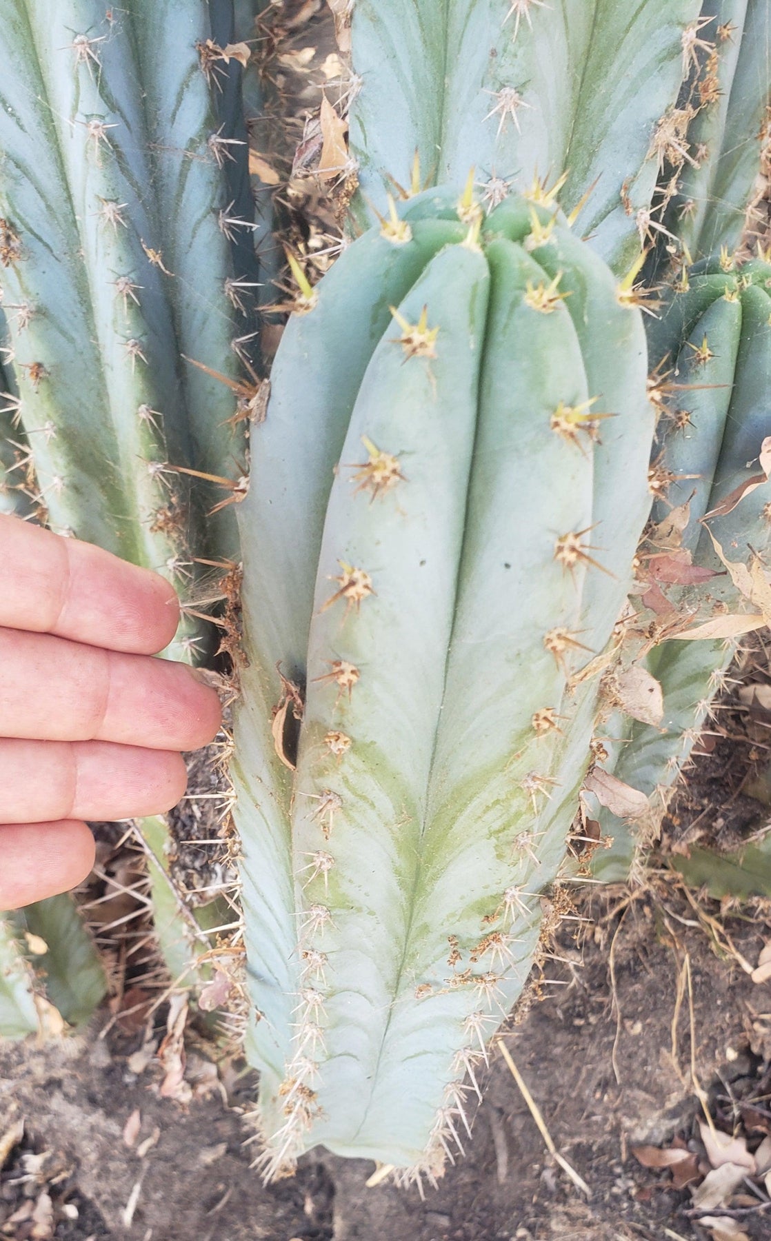 #EC195 Trichocereus Peruvianus TSSBP505 Ornamental Cactus Cutting 6-7”