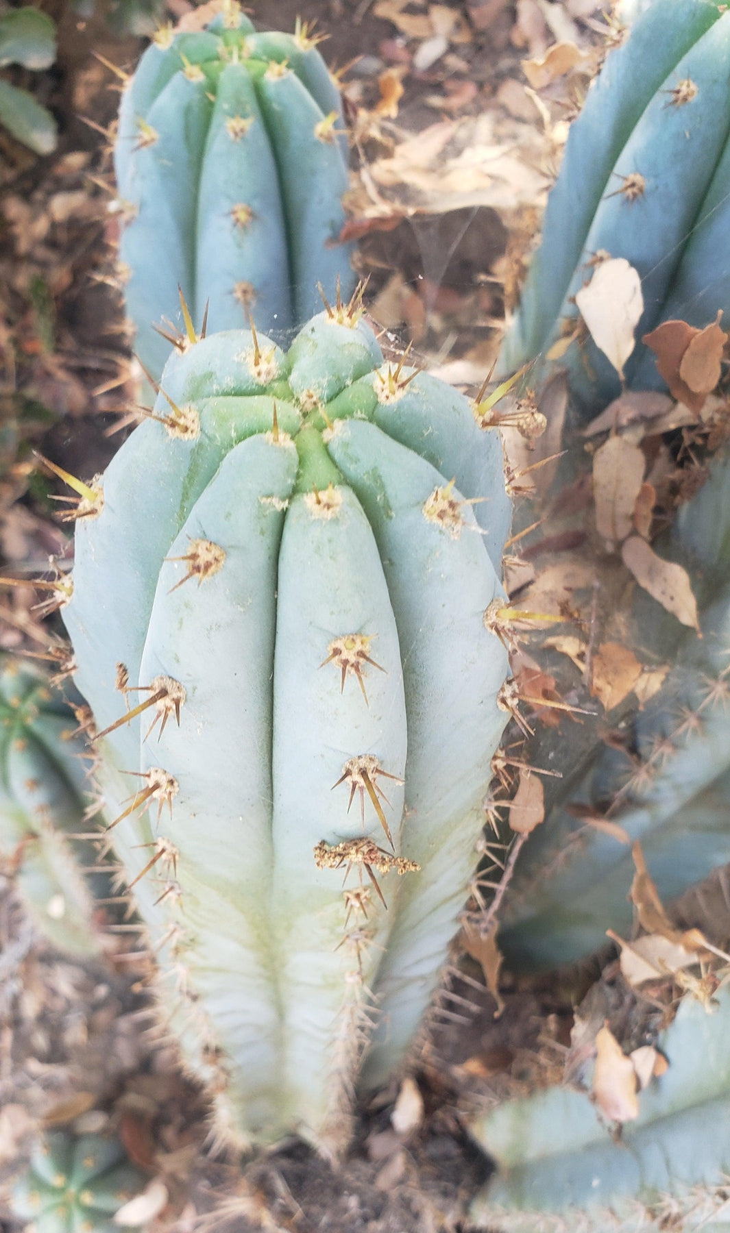 #EC195 Trichocereus Peruvianus TSSBP505 Ornamental Cactus Cutting 6-7”