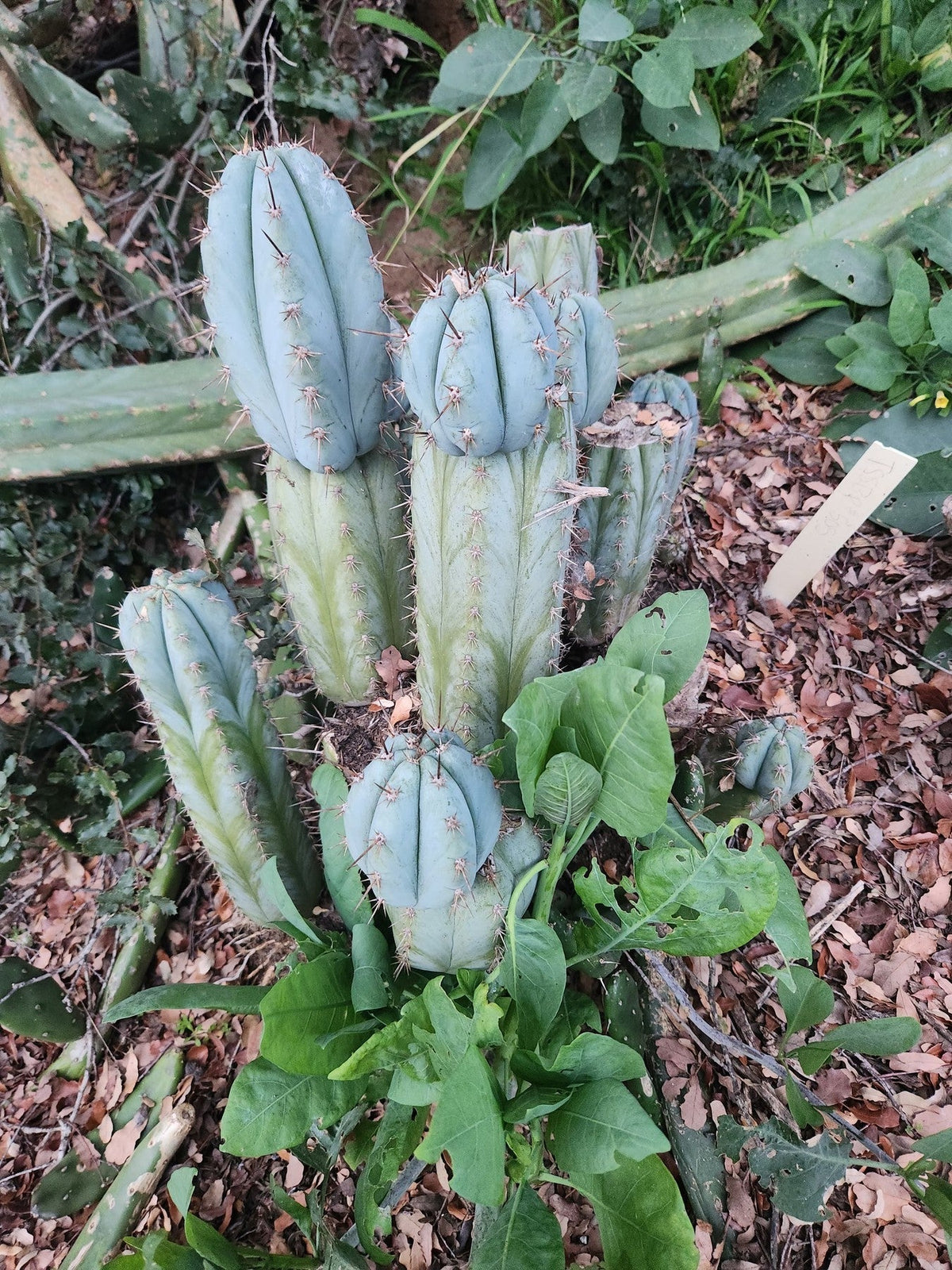#EC195 Trichocereus Peruvianus TSSBP505 Ornamental Cactus Cutting 6-7”