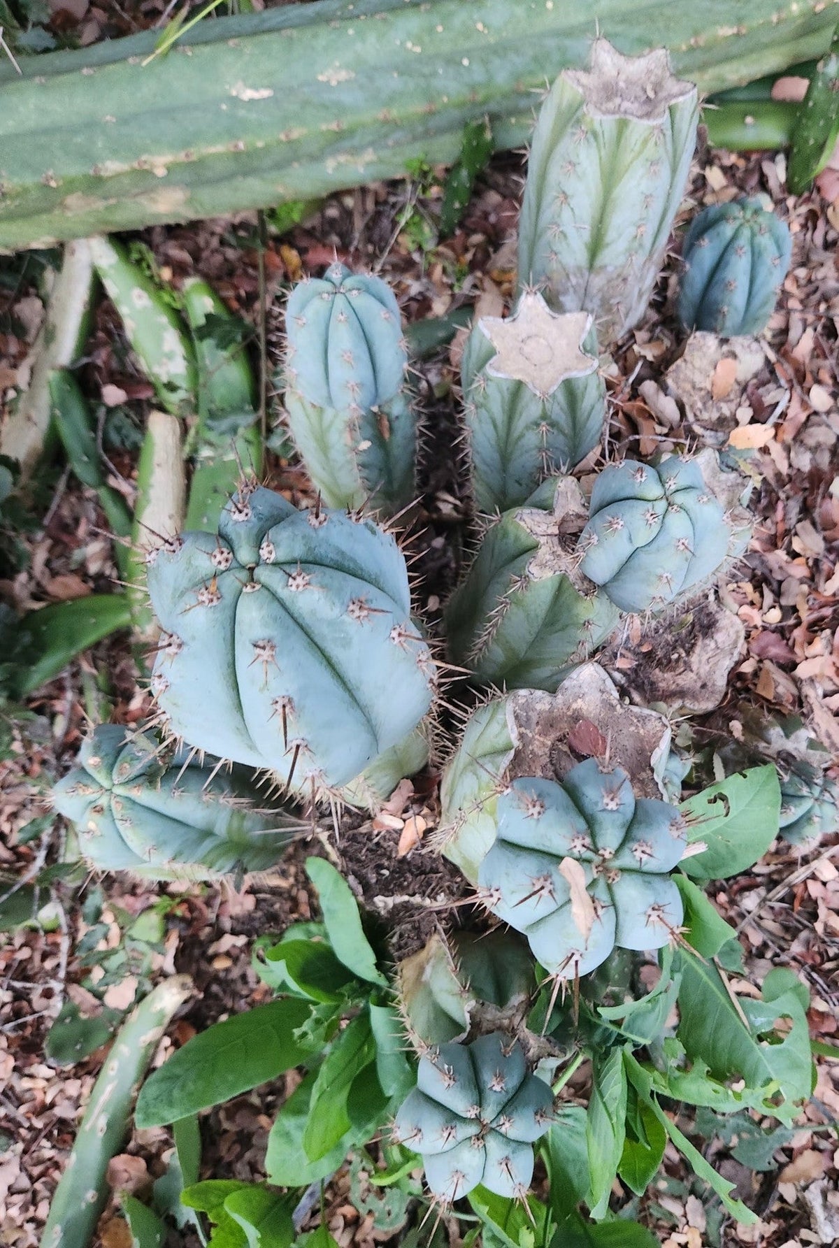 #EC195 Trichocereus Peruvianus TSSBP505 Ornamental Cactus Cutting 6-7”