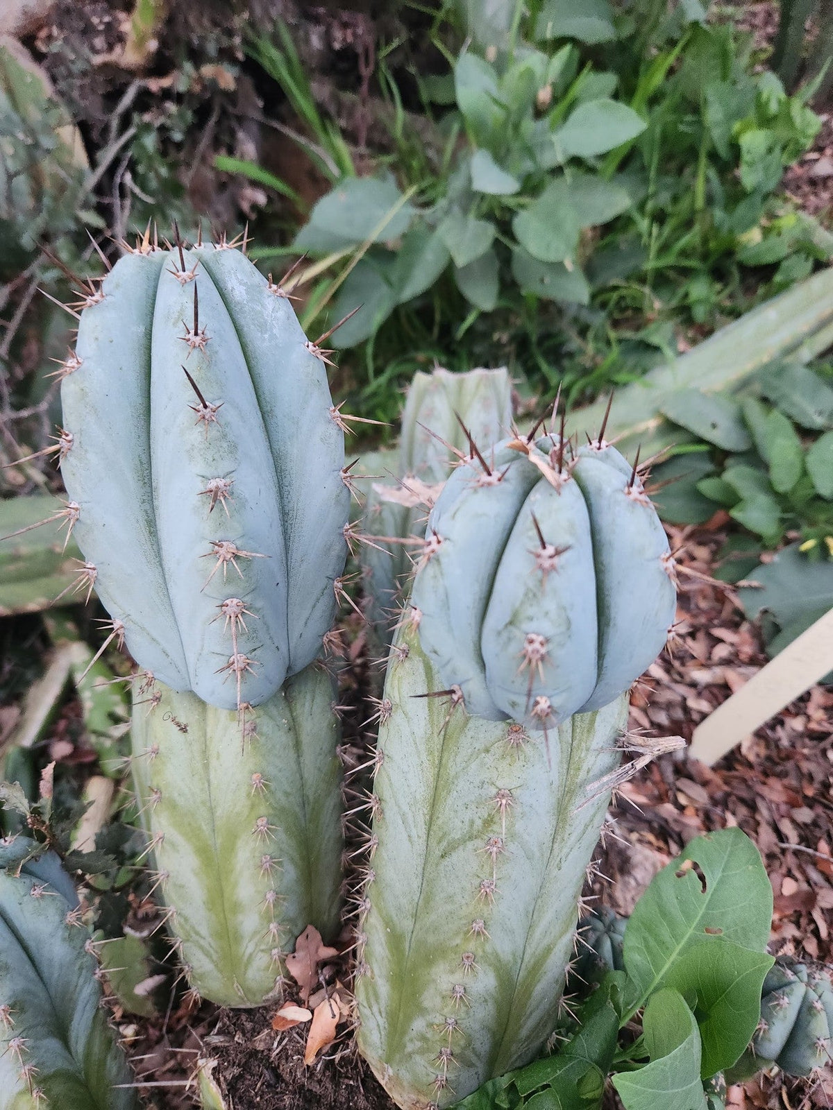 #EC195 Trichocereus Peruvianus TSSBP505 Ornamental Cactus Cutting 6-7”