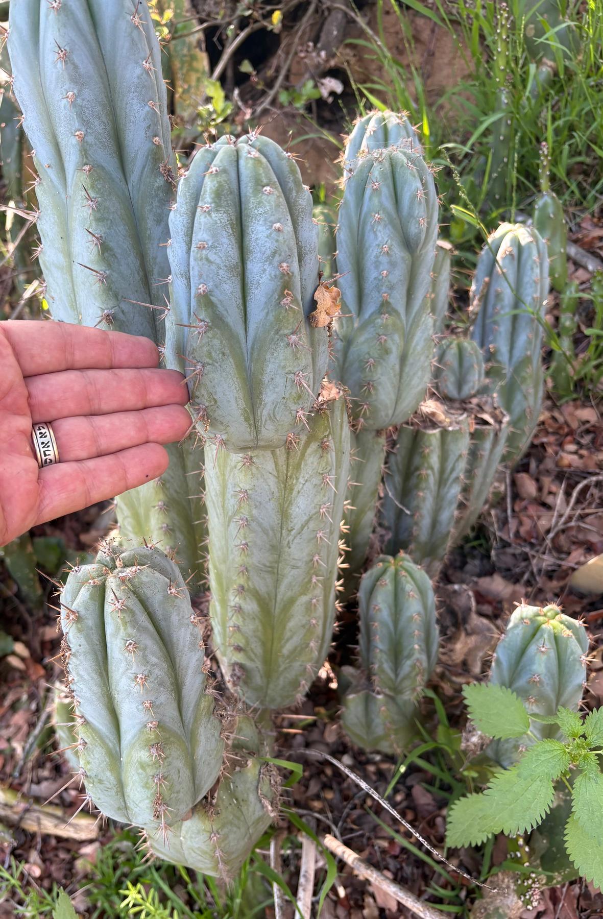 #EC195 Trichocereus Peruvianus TSSBP505 Ornamental Cactus Cutting 6-7”