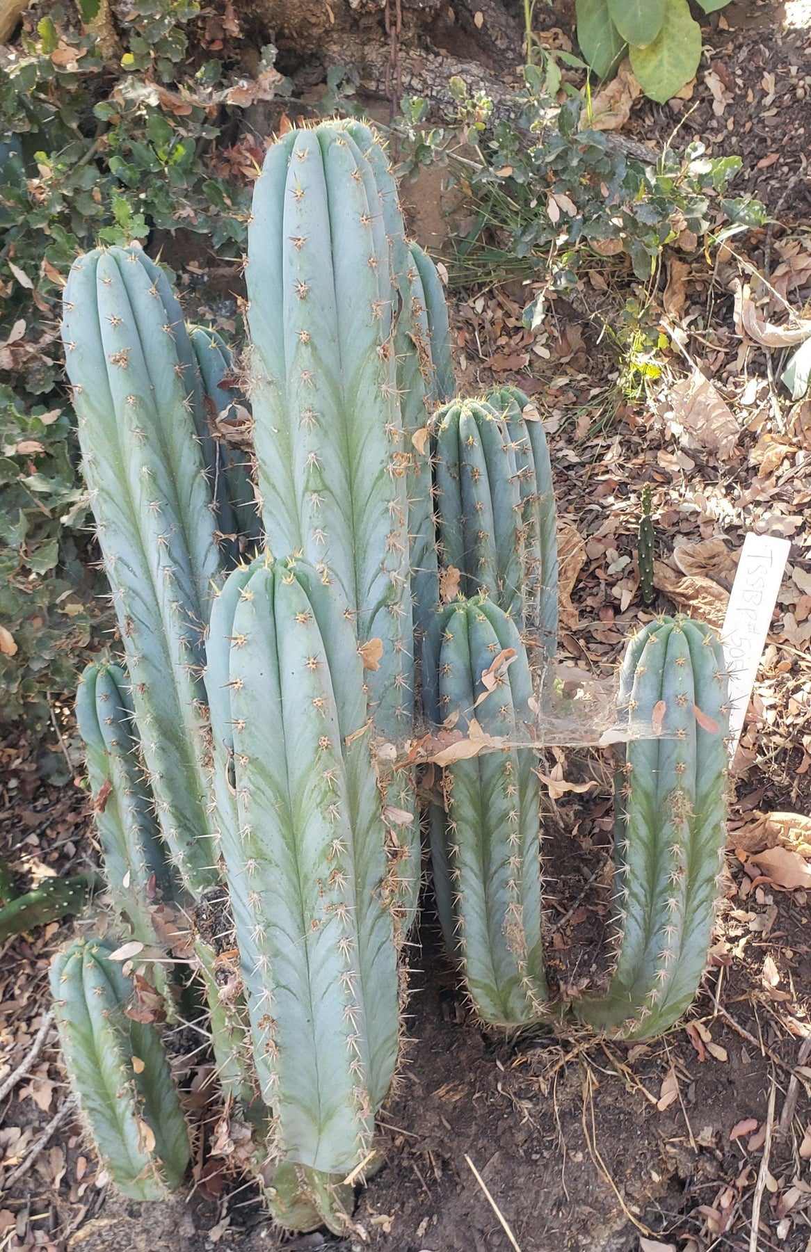 #EC195 Trichocereus Peruvianus TSSBP505 Ornamental Cactus Cutting 6-7”