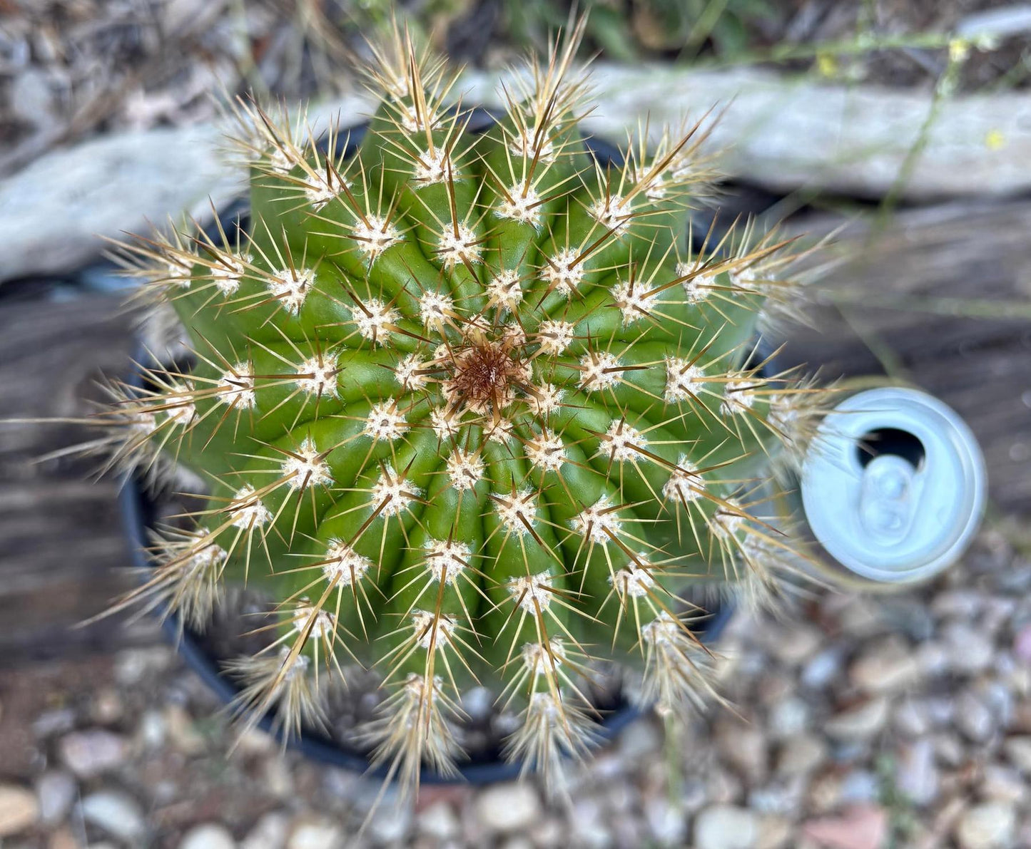 #EC197 EXACT Giant Trichocereus Grandiflorus Hybrid Flying Saucer Potted Cactus
