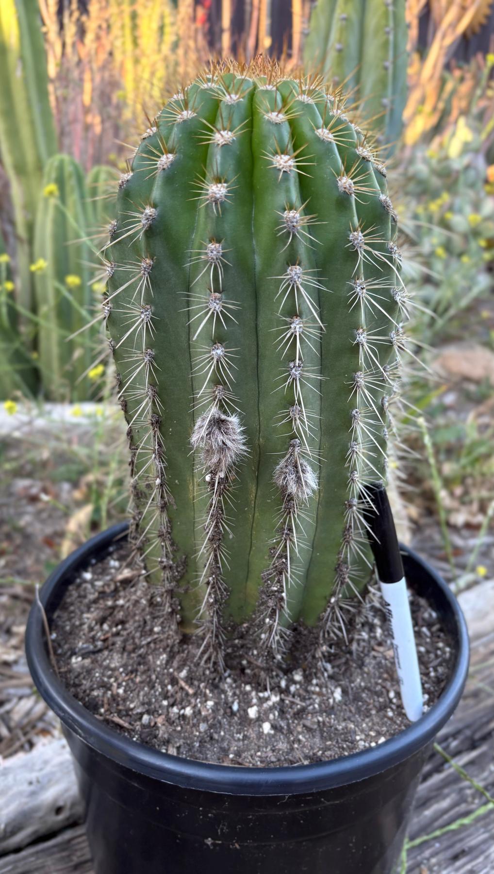 #EC197 EXACT Giant Trichocereus Grandiflorus Hybrid Flying Saucer Potted Cactus