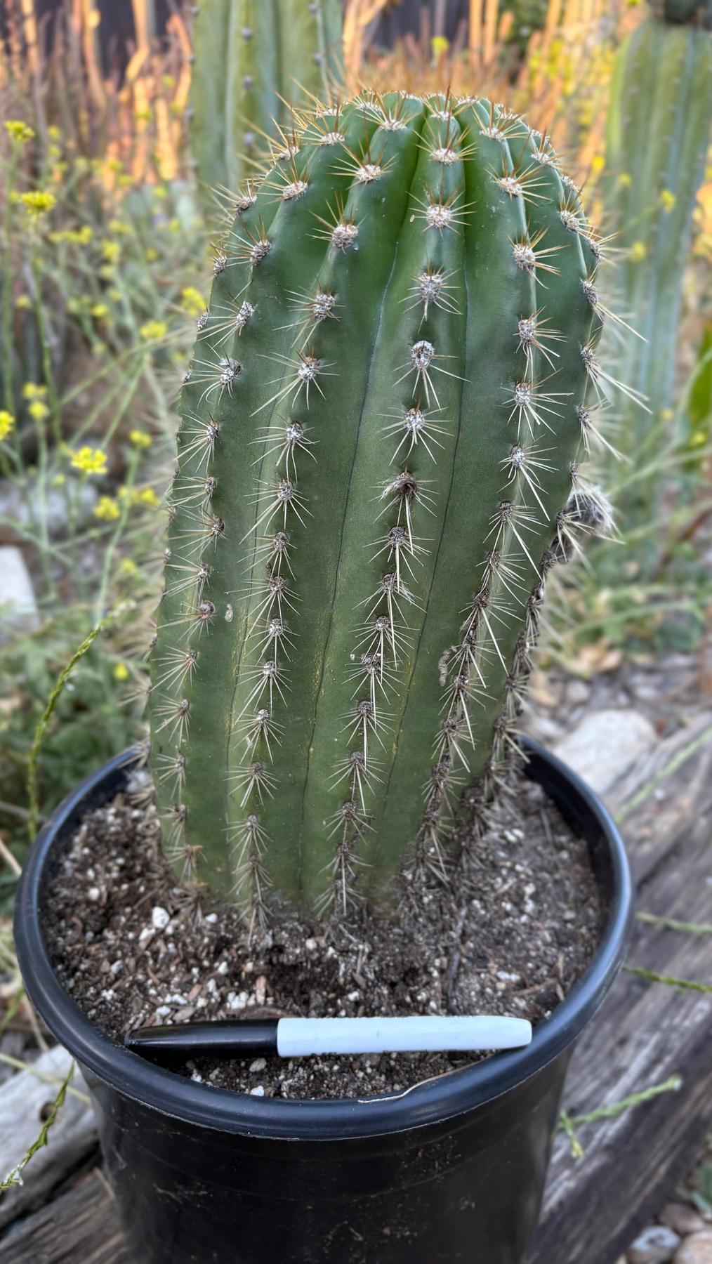 #EC197 EXACT Giant Trichocereus Grandiflorus Hybrid Flying Saucer Potted Cactus