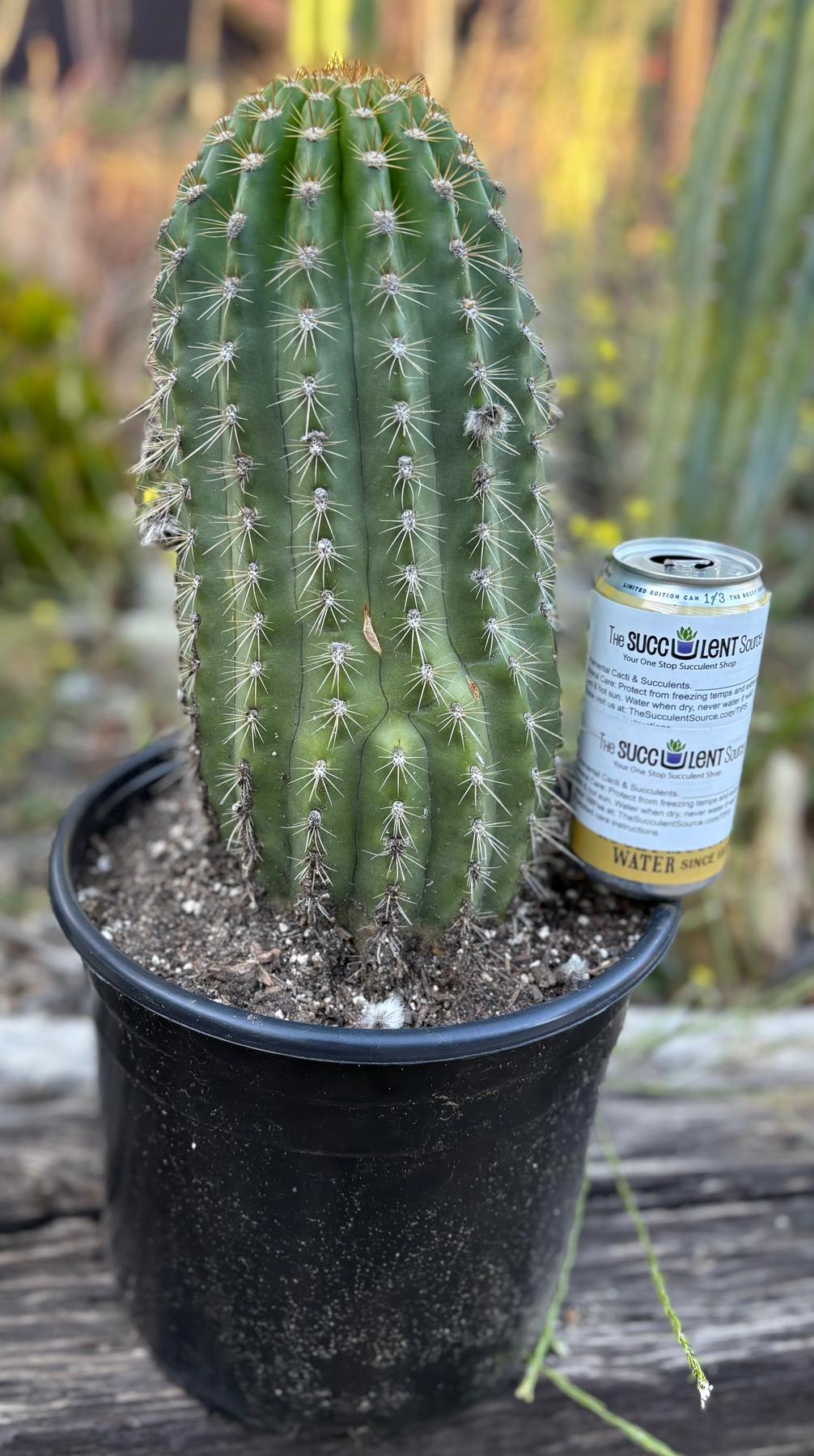 #EC197 EXACT Giant Trichocereus Grandiflorus Hybrid Flying Saucer Potted Cactus