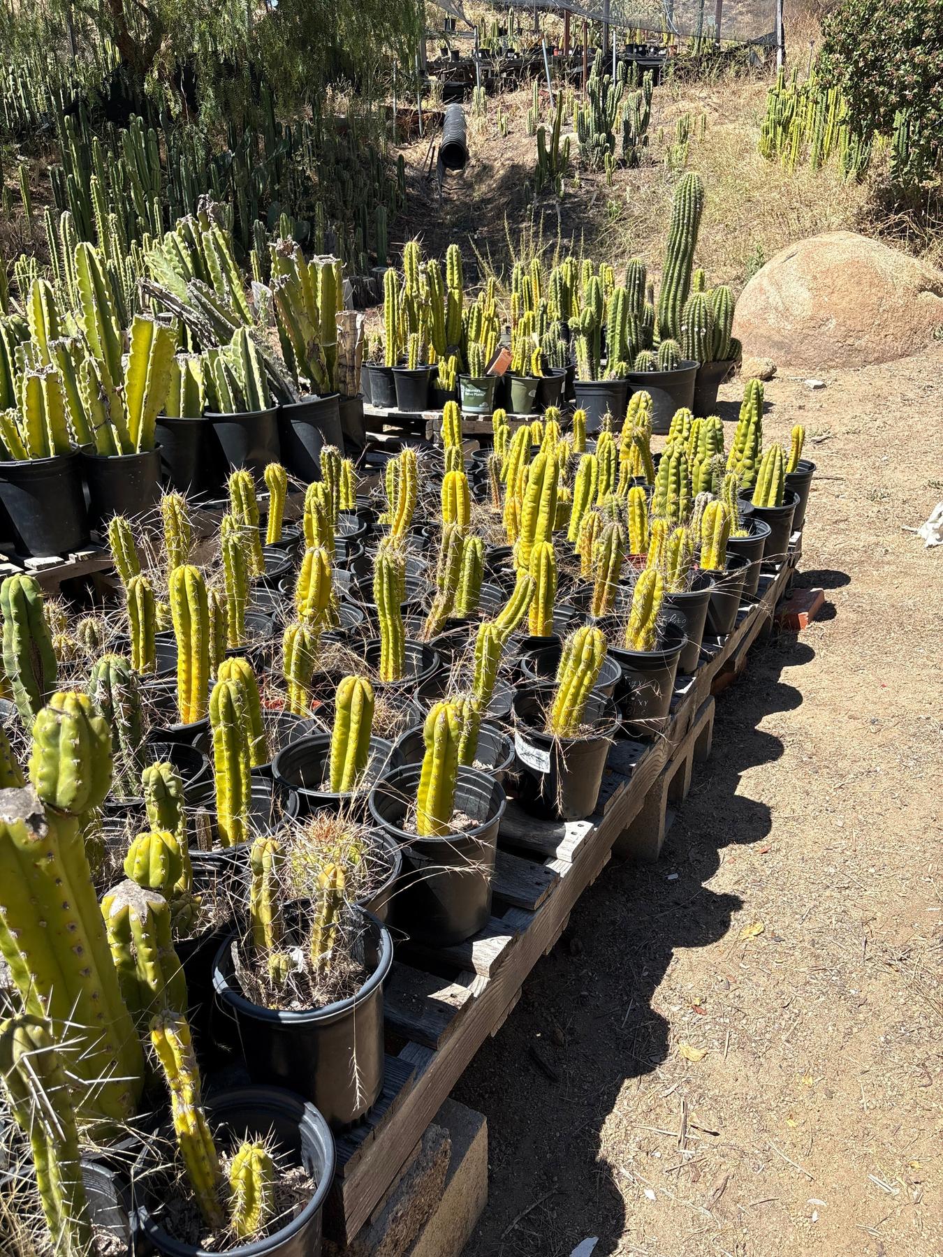 #EC203 EXACT Trichocereus TLC Bargain Special 5 Potted Hybrid Cactus