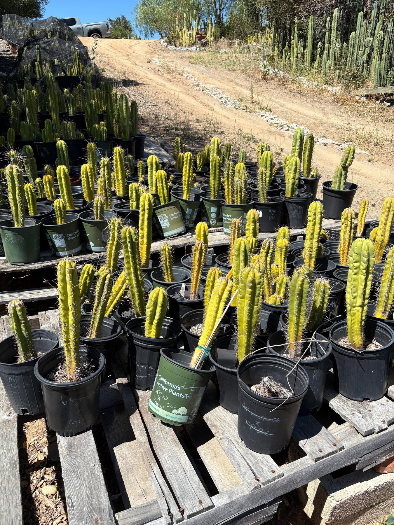#EC203 EXACT Trichocereus TLC Bargain Special 5 Potted Hybrid Cactus