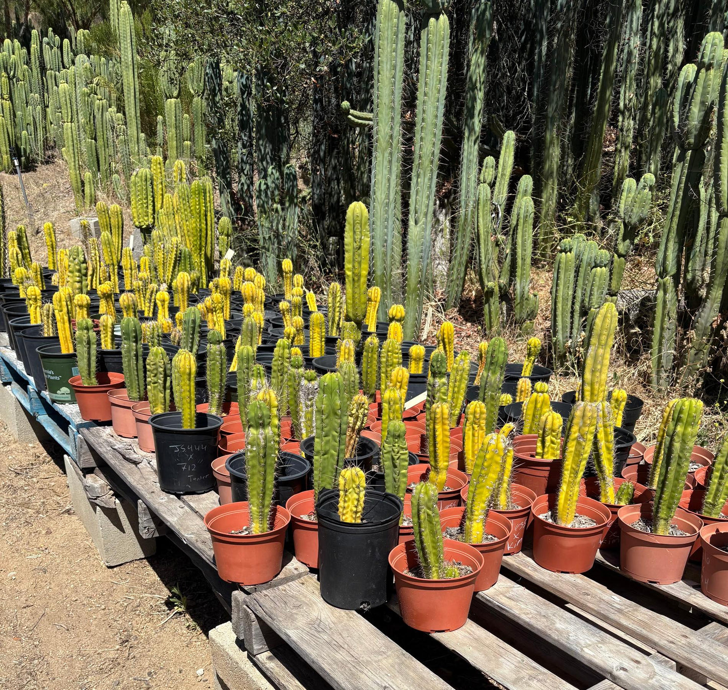 #EC203 EXACT Trichocereus TLC Bargain Special 5 Potted Hybrid Cactus