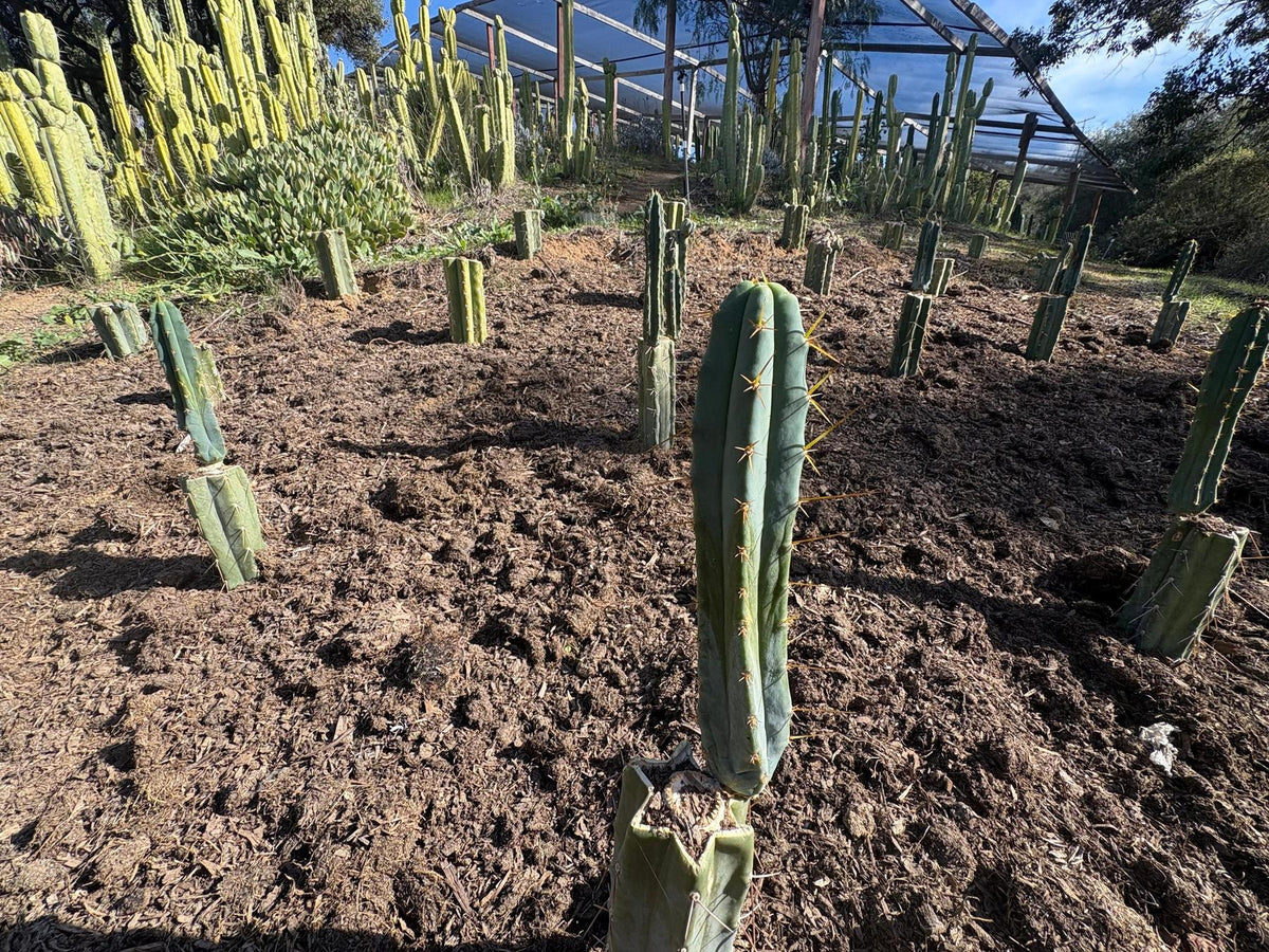#EC204 EXACT Trichocereus Bridgesii Psychonaut aka Psycho Cactus Cutting 8”