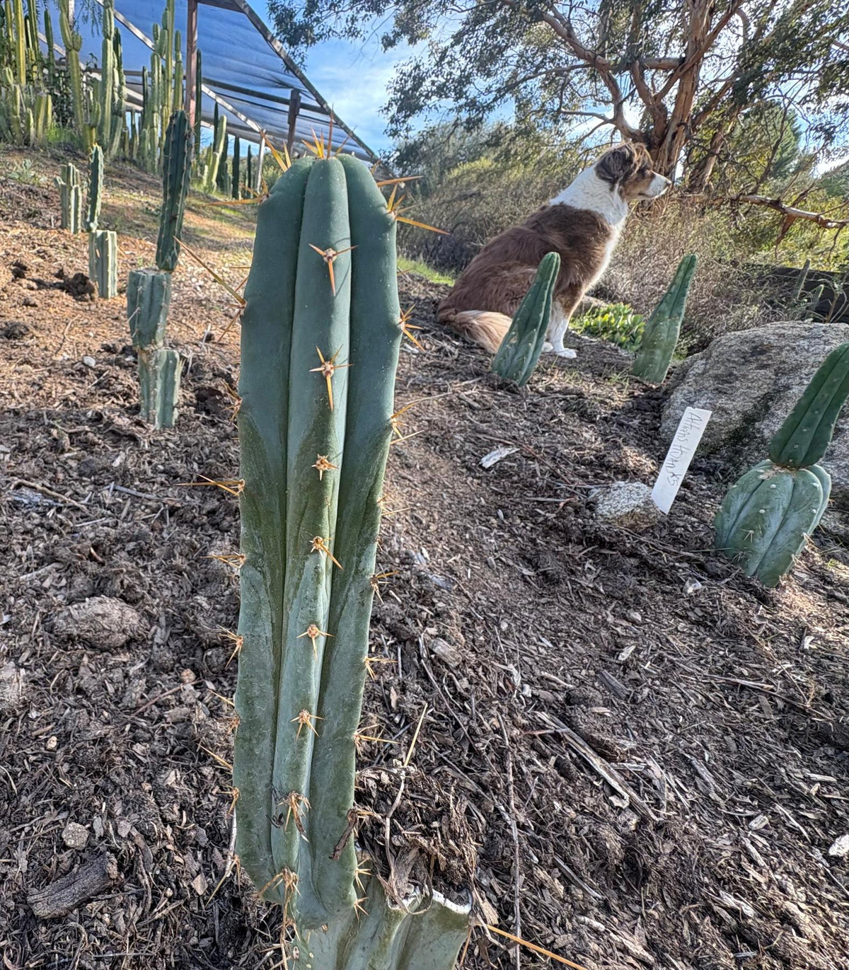 #EC204 EXACT Trichocereus Bridgesii Psychonaut aka Psycho Cactus Cutting 8”