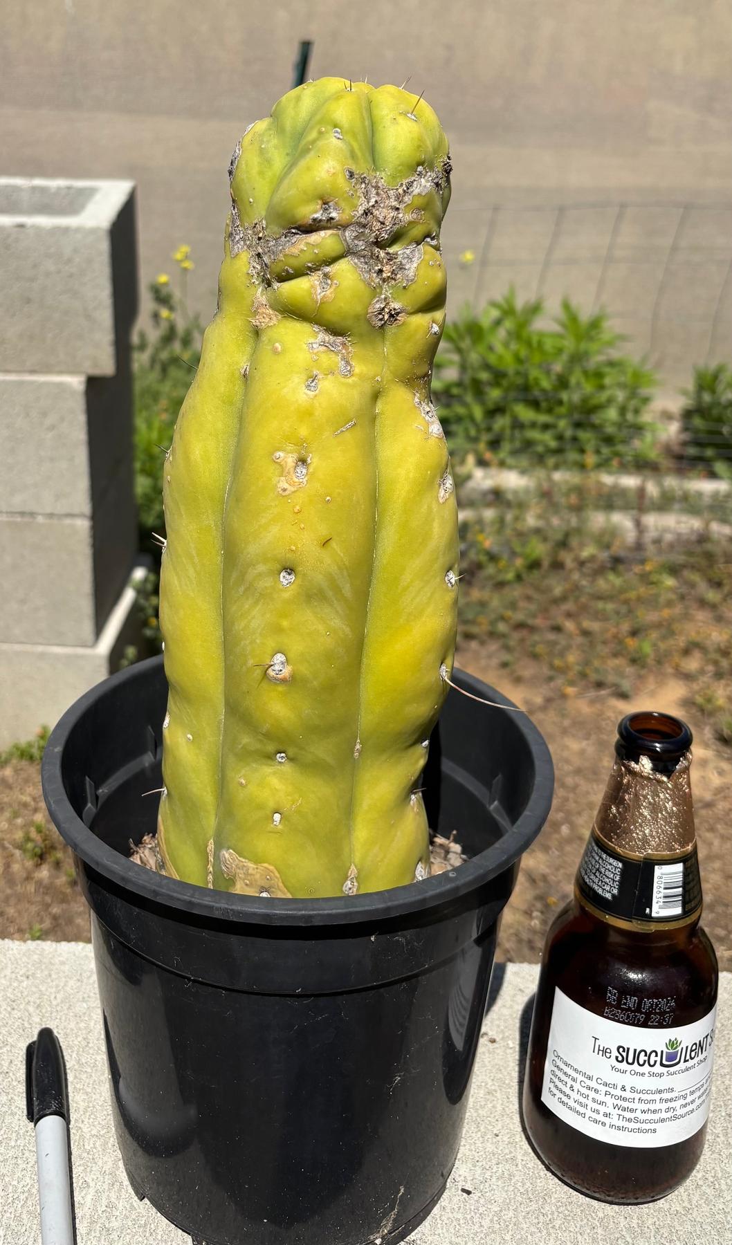 #EC207 EXACT Jiimz Huanucoensis P7 Trichocereus potted 12”