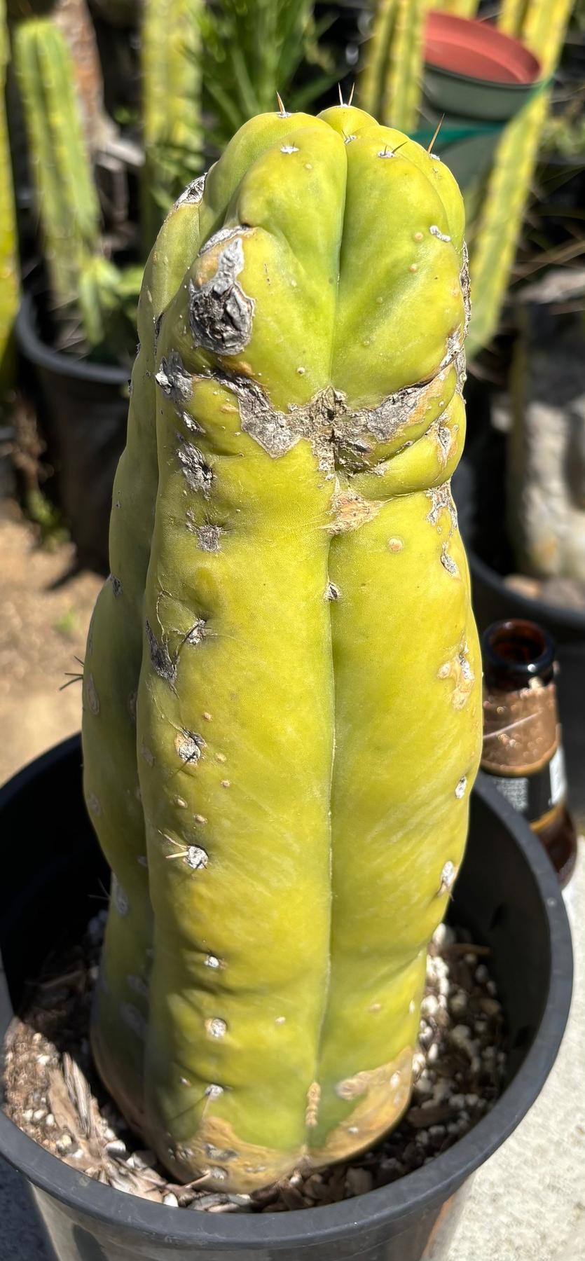 #EC207 EXACT Jiimz Huanucoensis P7 Trichocereus potted 12”