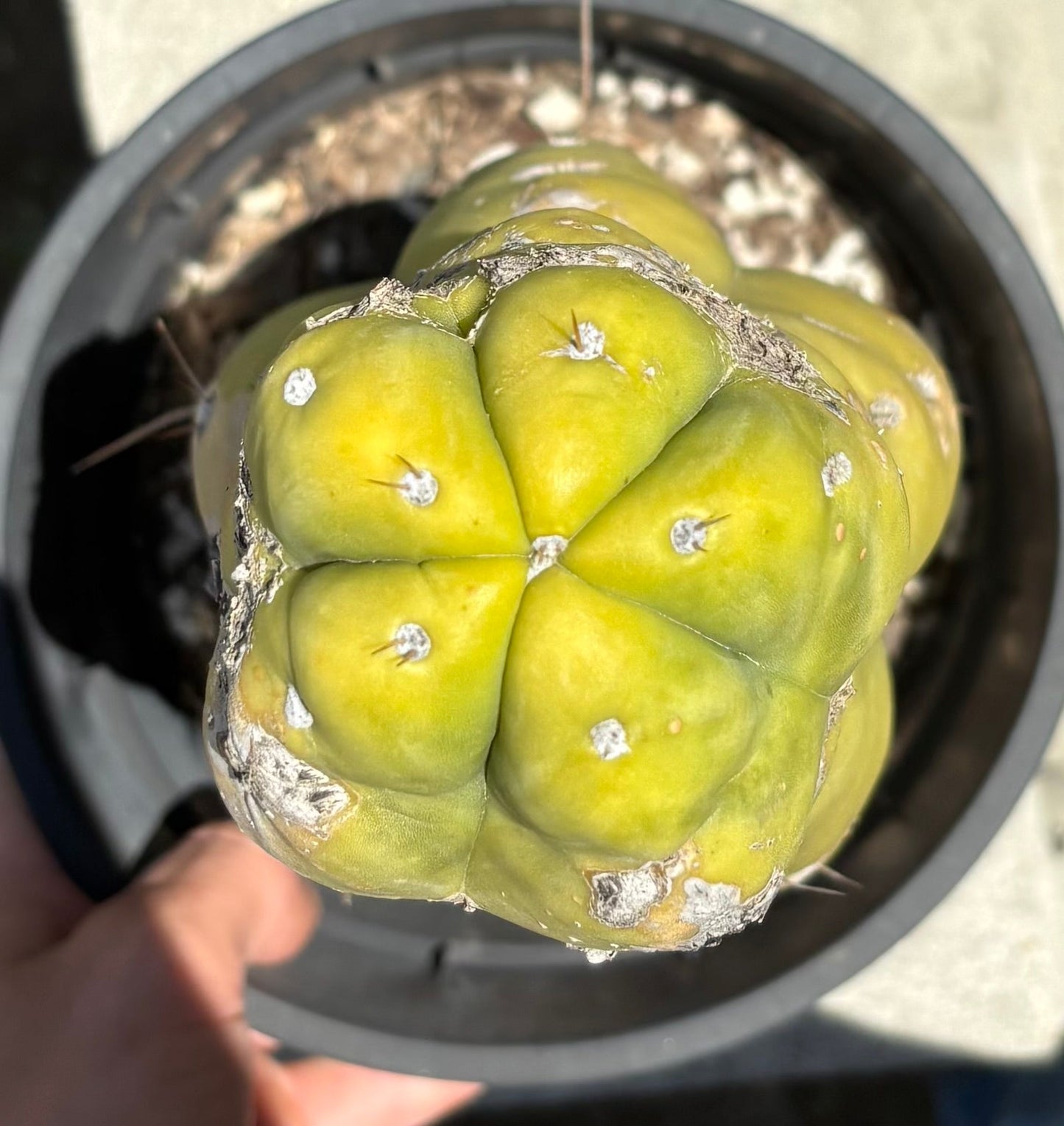 #EC207 EXACT Jiimz Huanucoensis P7 Trichocereus potted 12”