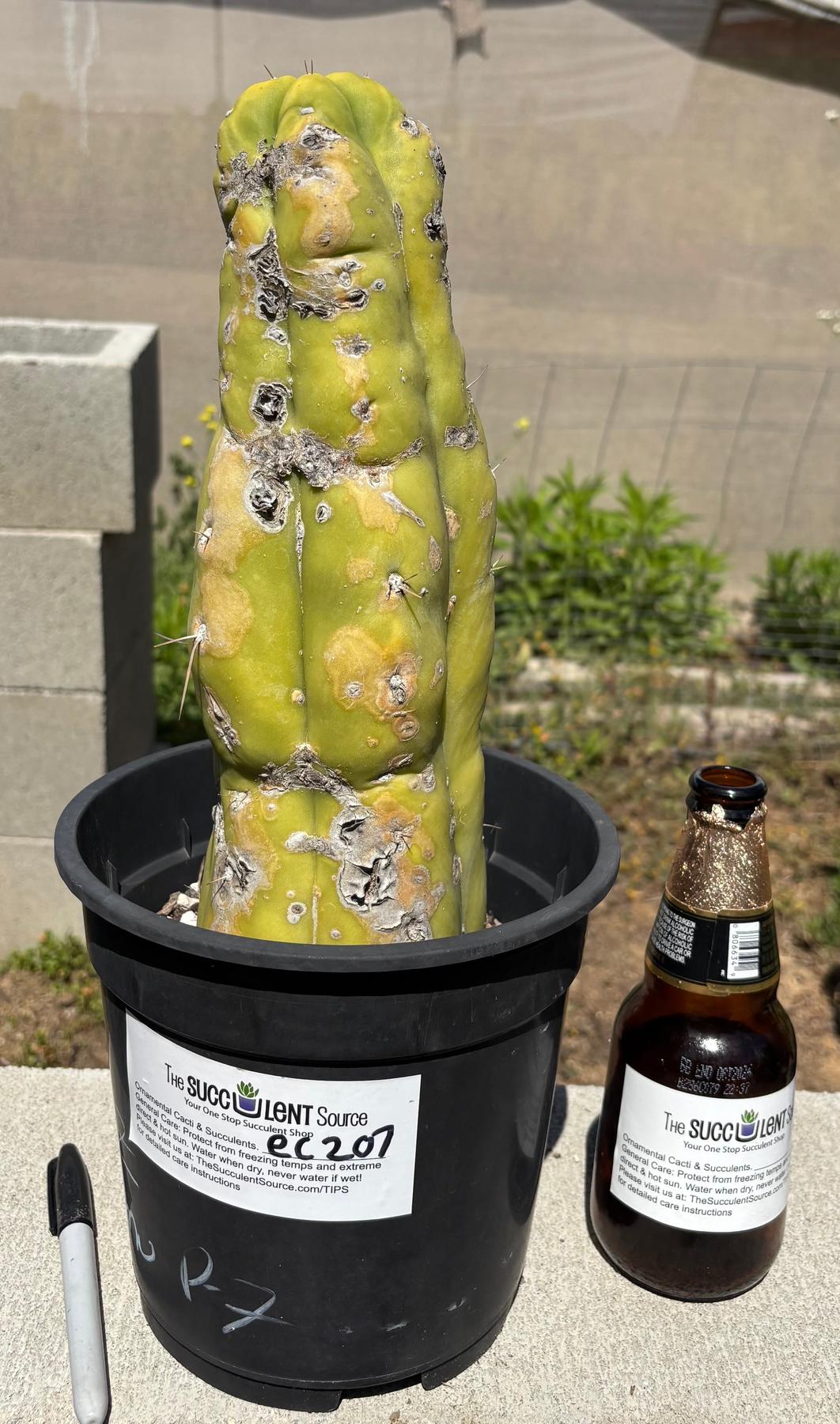 #EC207 EXACT Jiimz Huanucoensis P7 Trichocereus potted 12”