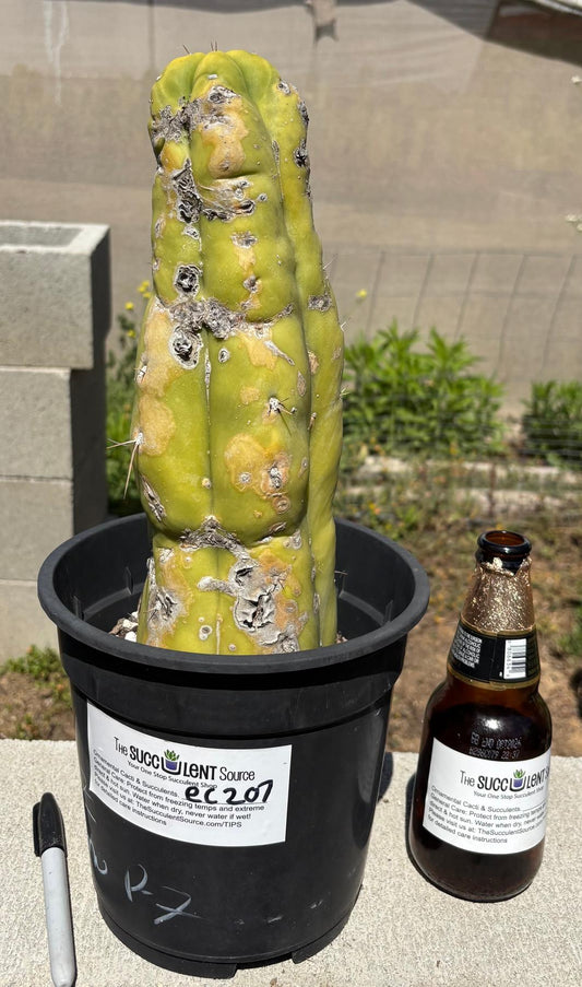 #EC207 EXACT Jiimz Huanucoensis P7 Trichocereus potted 12”