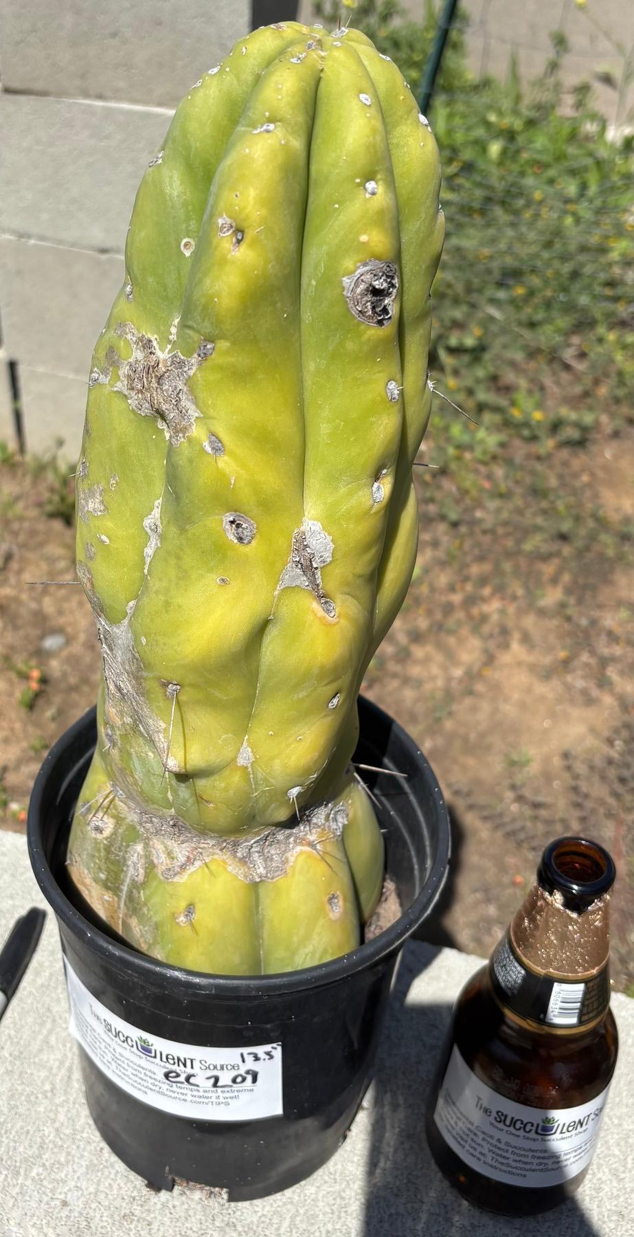 #EC209 EXACT Trichocereus