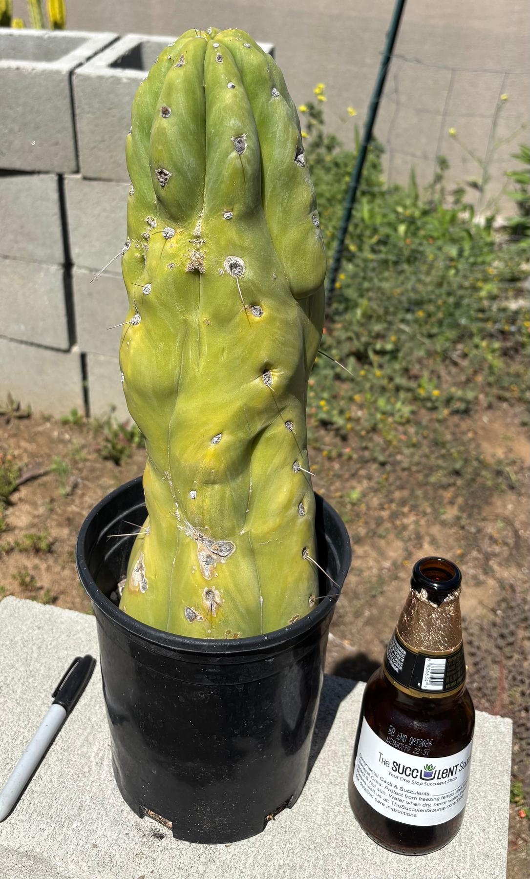 #EC209 EXACT Trichocereus
