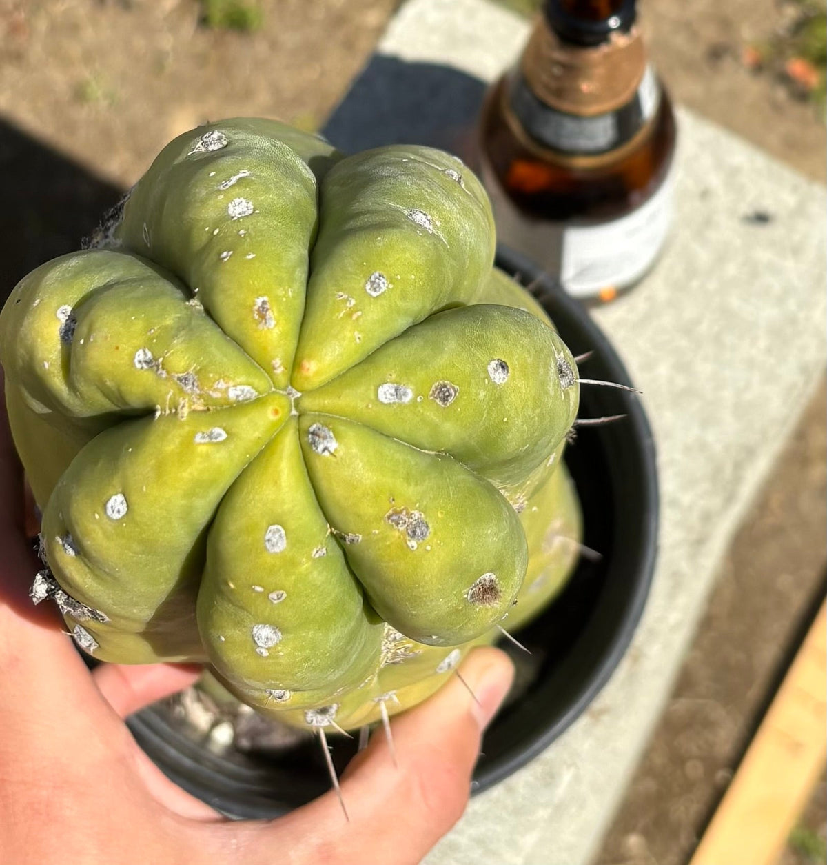 #EC209 EXACT Trichocereus