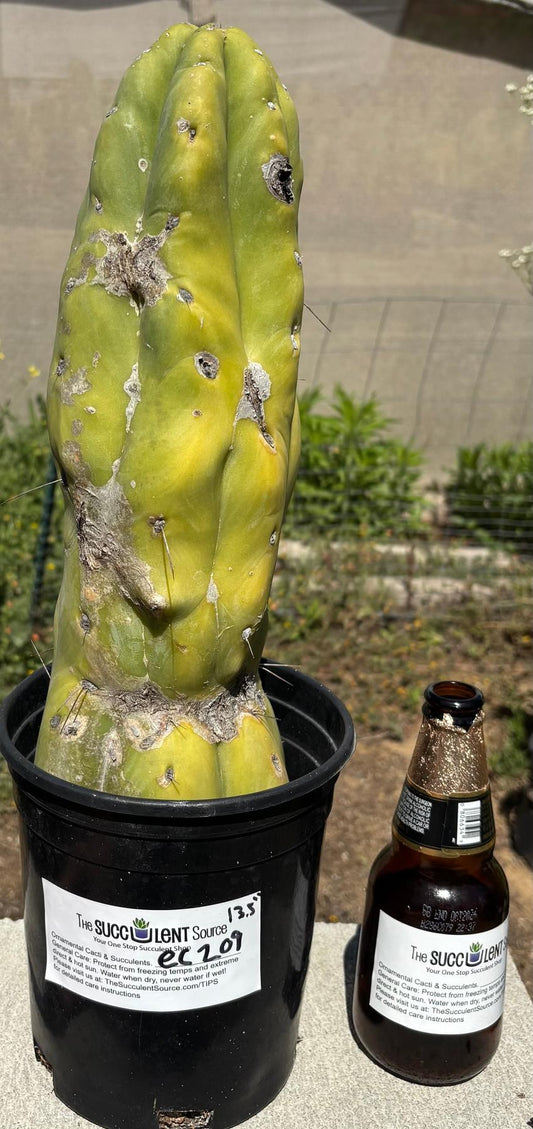 #EC209 EXACT Trichocereus