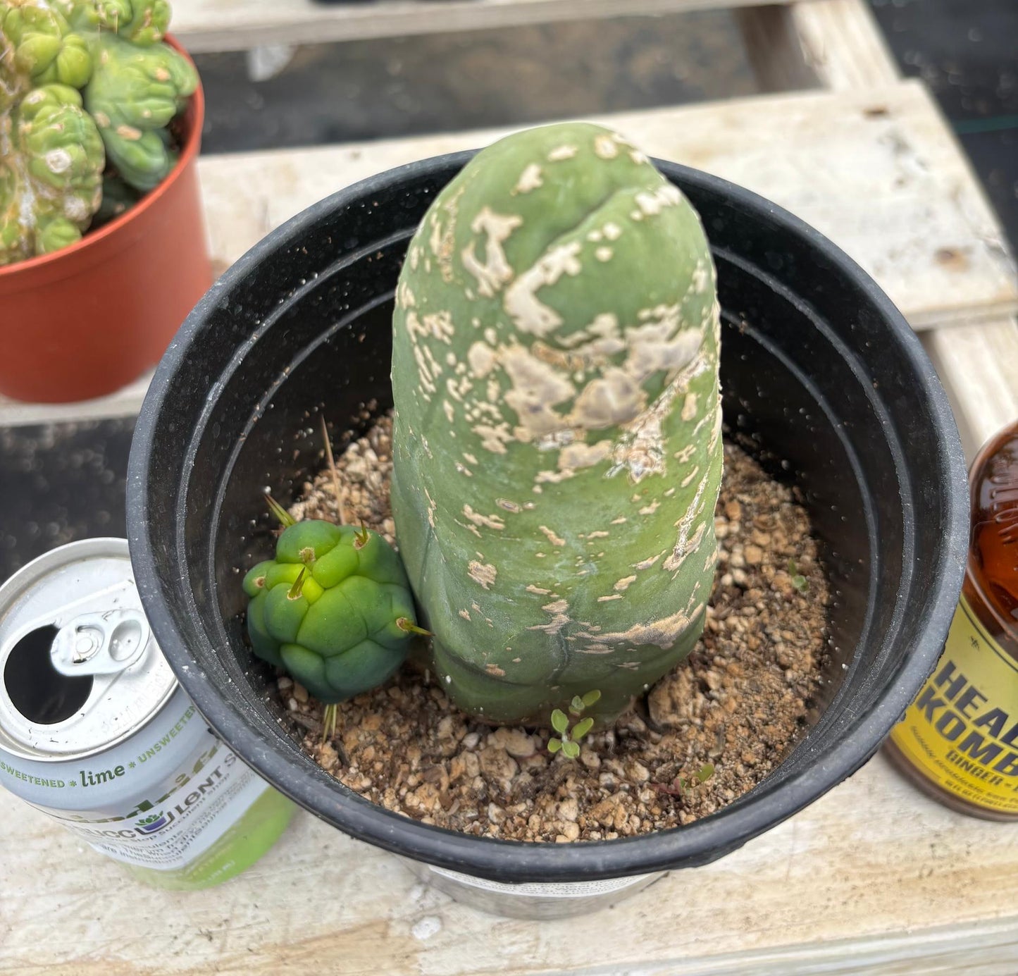 #EC21 EXACT Trichocereus Bridgesii Monstrose TBM Long Form penis Cactus 6”