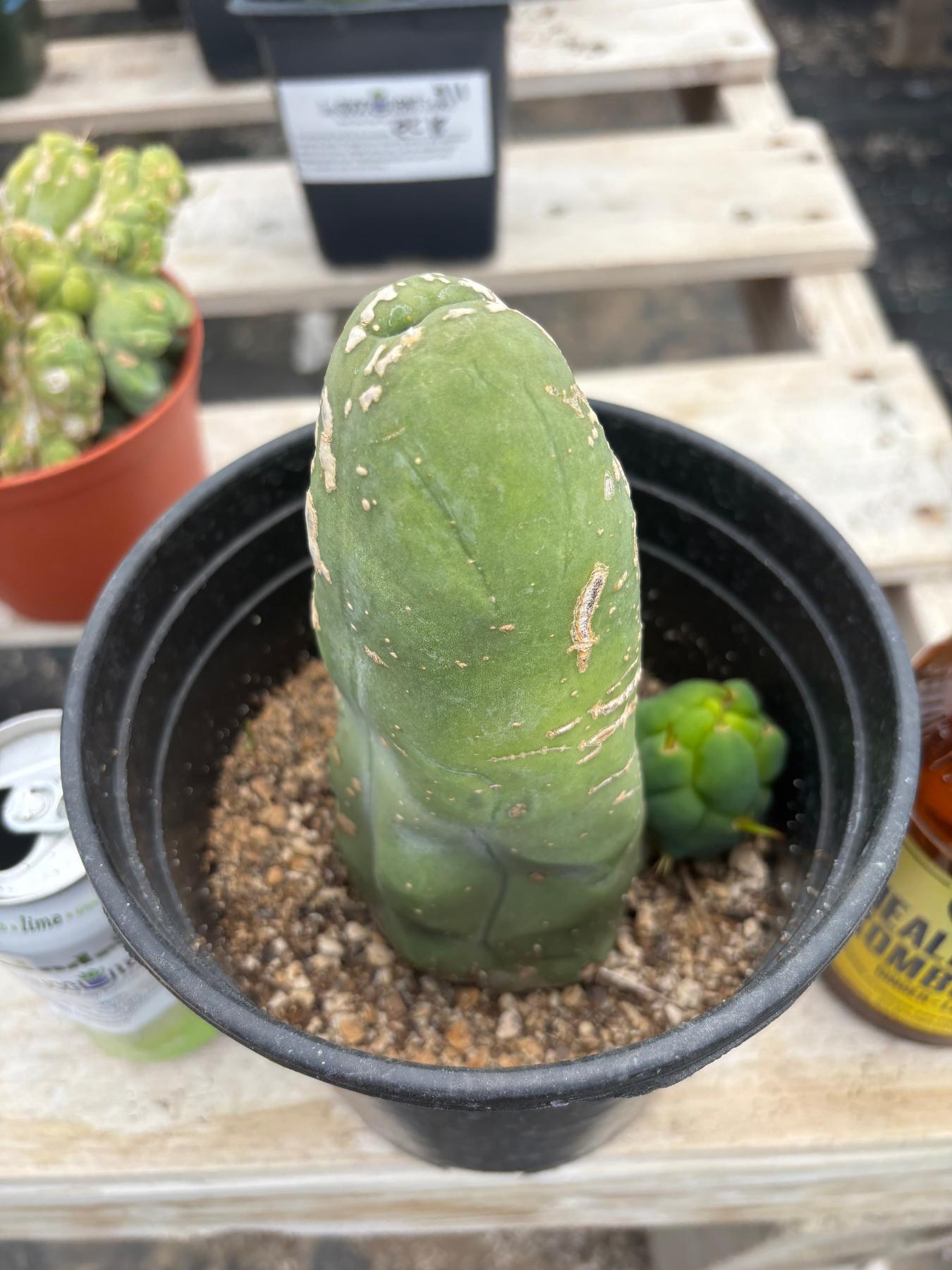 #EC21 EXACT Trichocereus Bridgesii Monstrose TBM Long Form penis Cactus 6”