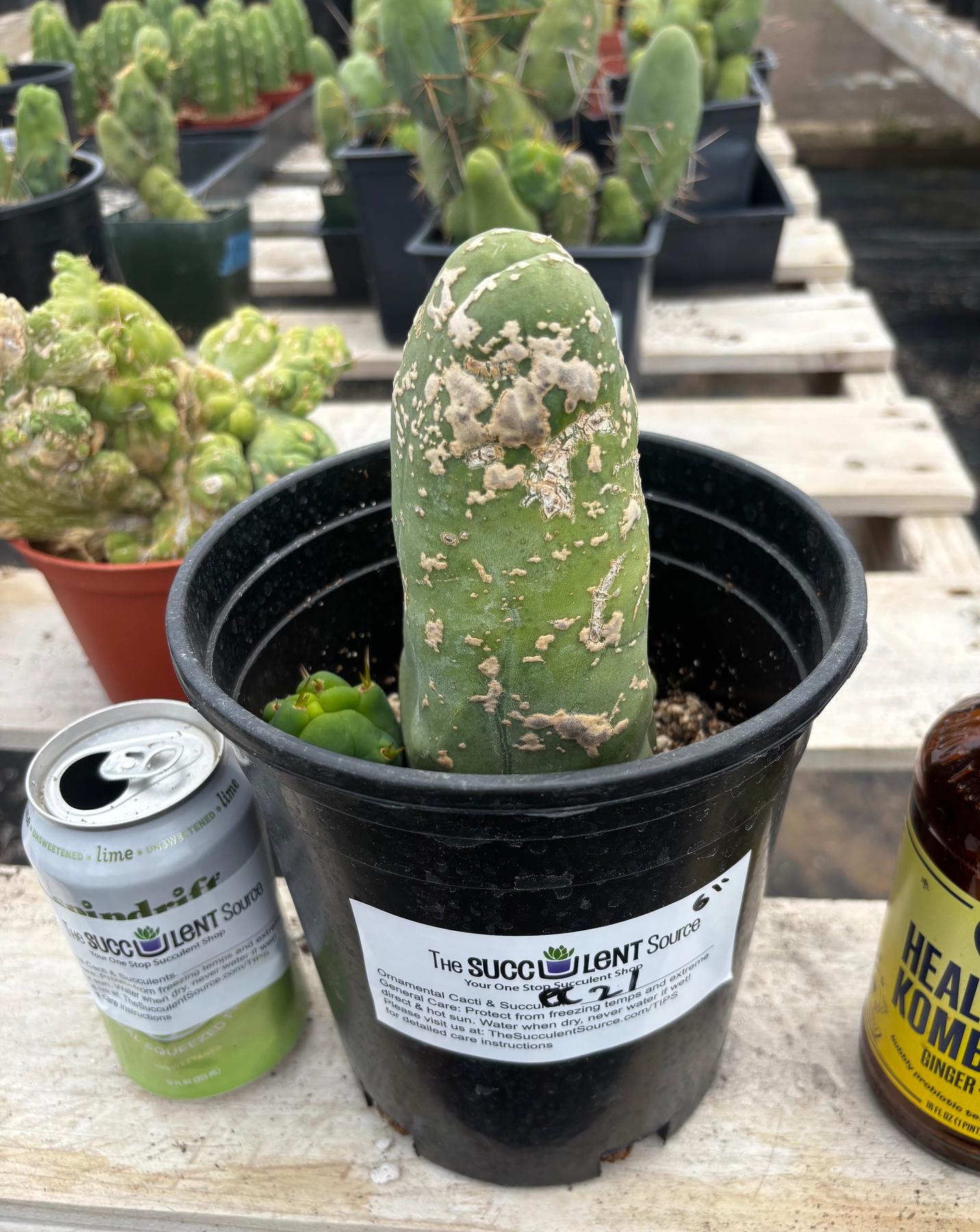 #EC21 EXACT Trichocereus Bridgesii Monstrose TBM Long Form penis Cactus 6”