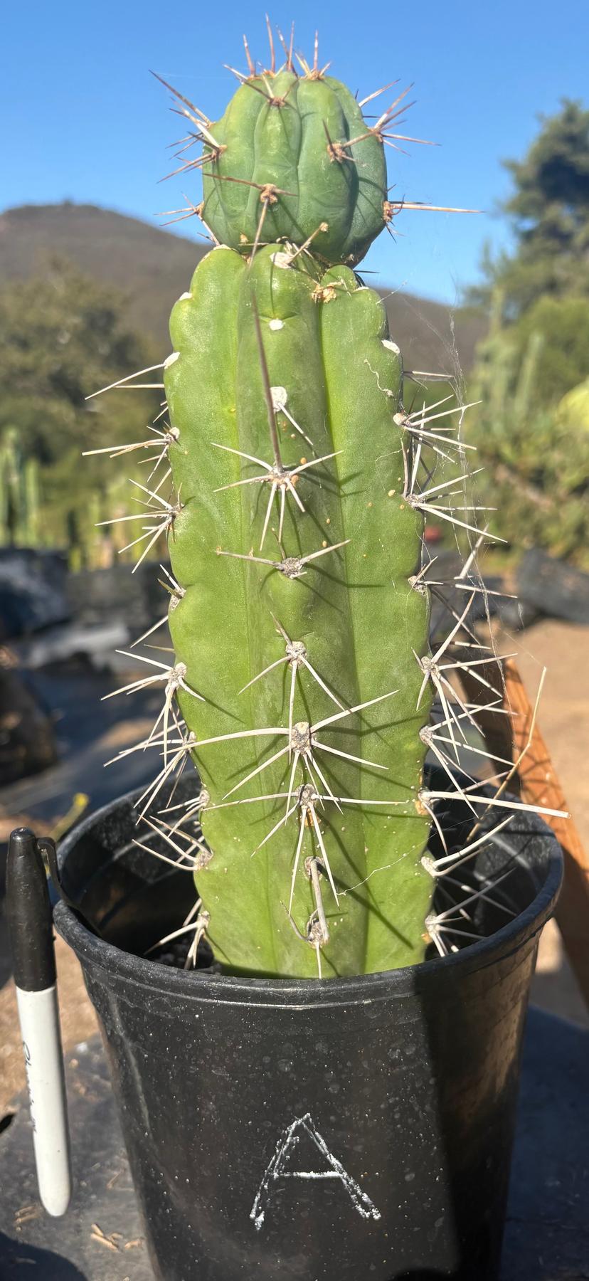 #EC210 Trichocereus Misfits Potted in 1 gallon Containers