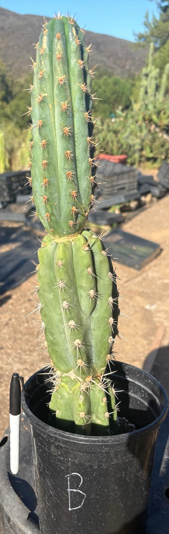 #EC210 Trichocereus Misfits Potted in 1 gallon Containers