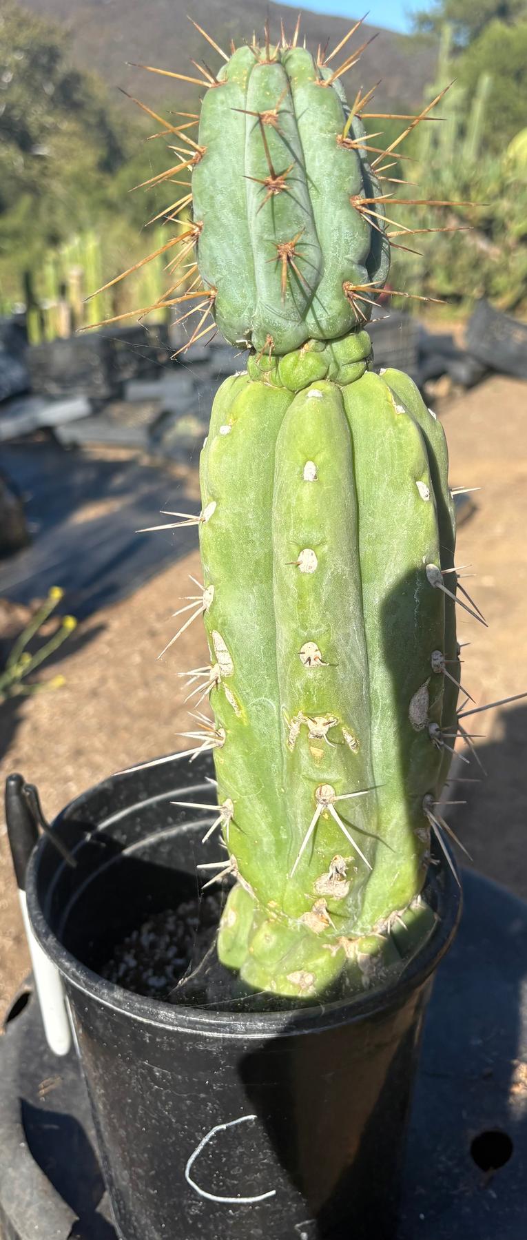 #EC210 Trichocereus Misfits Potted in 1 gallon Containers