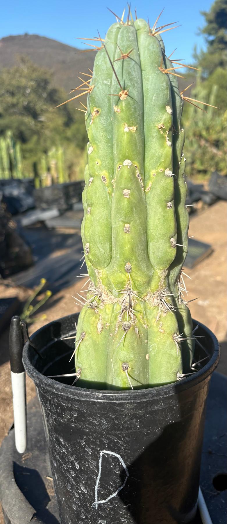 #EC210 Trichocereus Misfits Potted in 1 gallon Containers