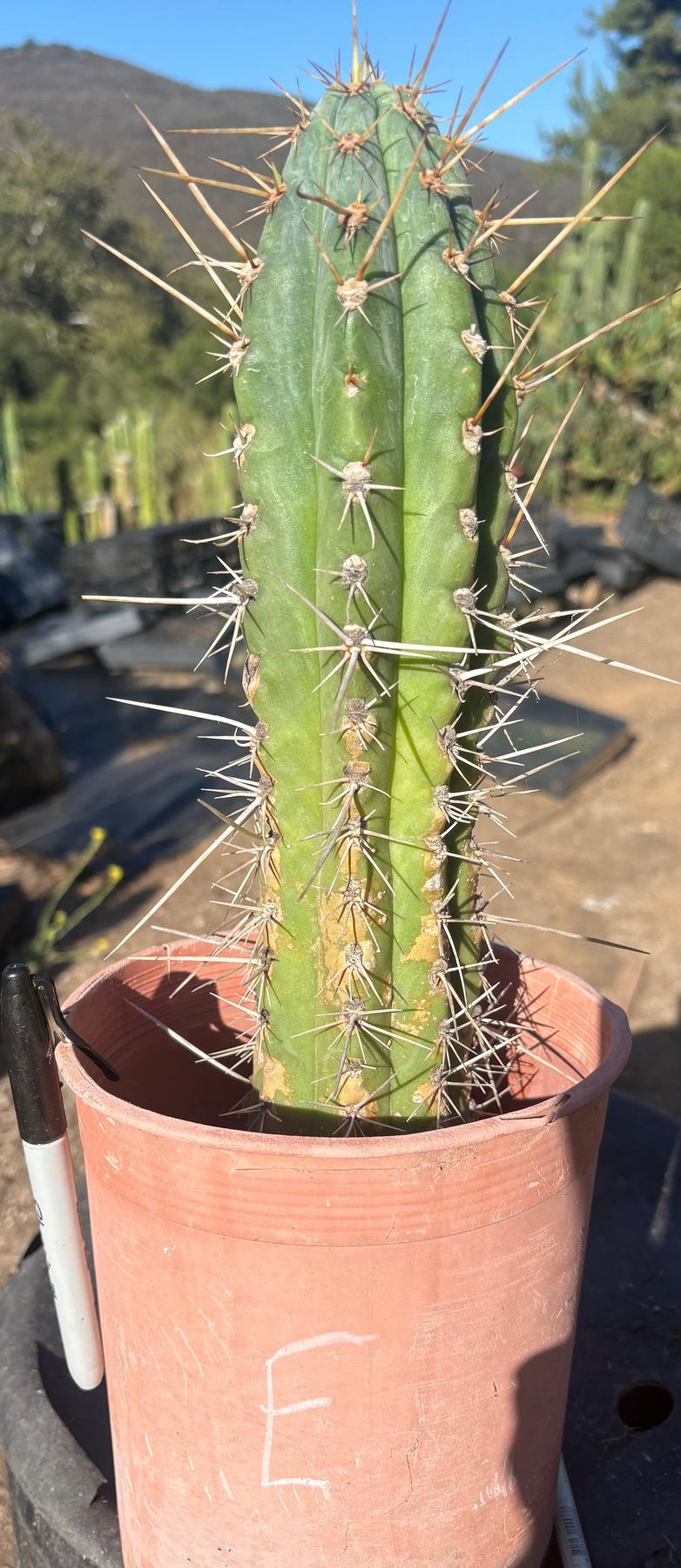 #EC210 Trichocereus Misfits Potted in 1 gallon Containers