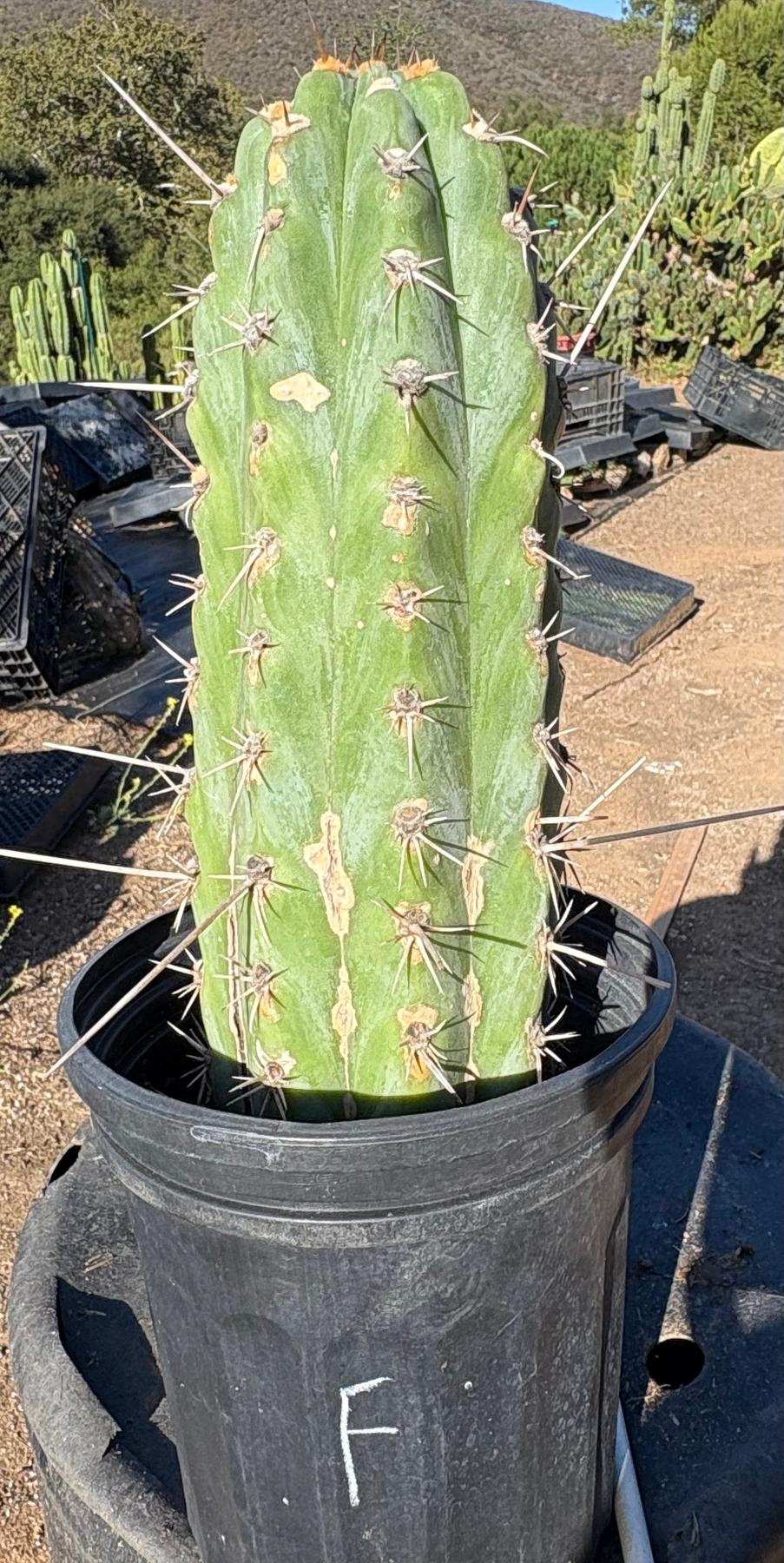 #EC210 Trichocereus Misfits Potted in 1 gallon Containers