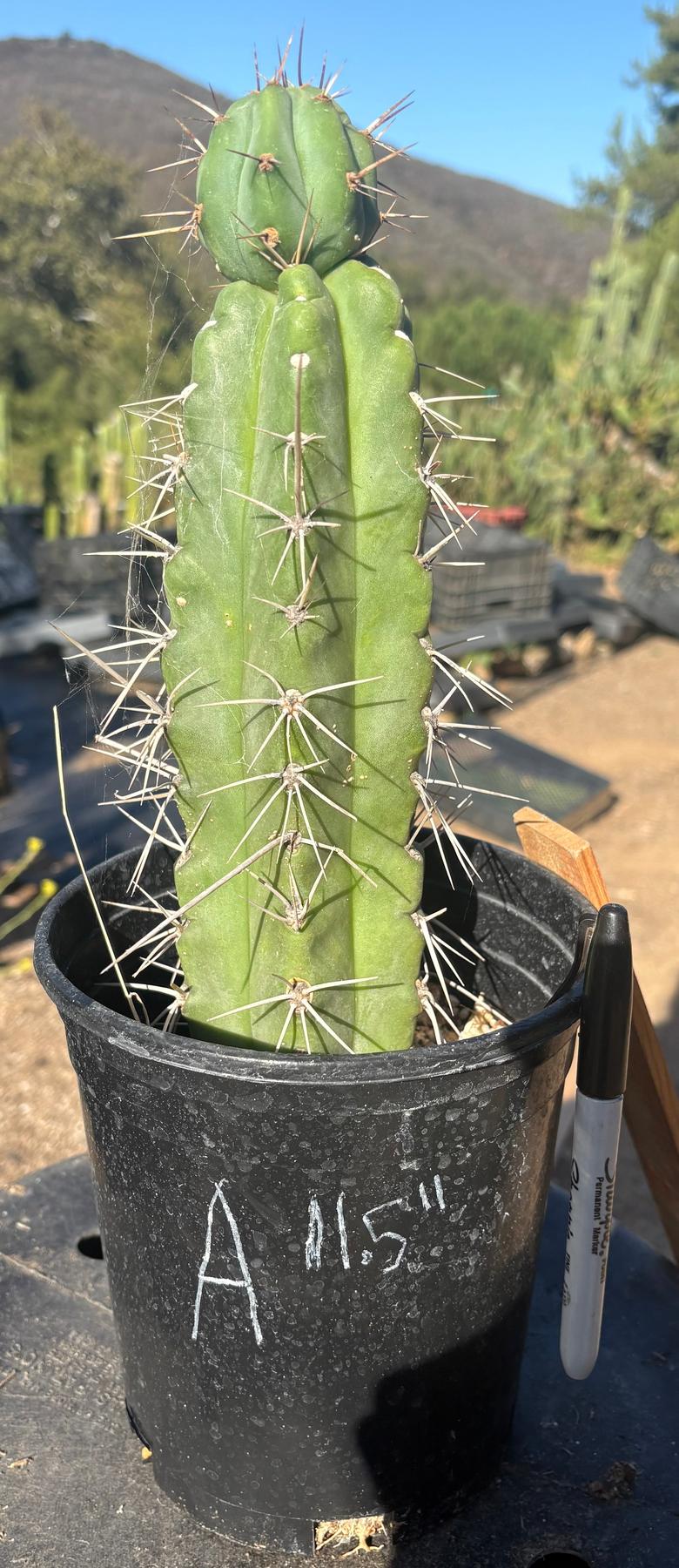 #EC210 Trichocereus Misfits Potted in 1 gallon Containers