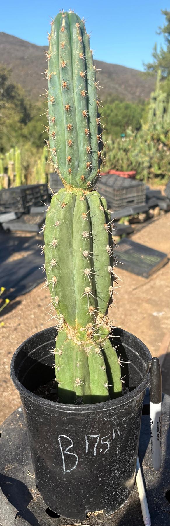 #EC210 Trichocereus Misfits Potted in 1 gallon Containers