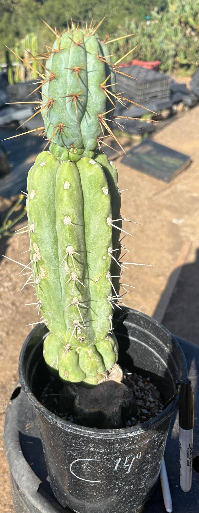 #EC210 Trichocereus Misfits Potted in 1 gallon Containers