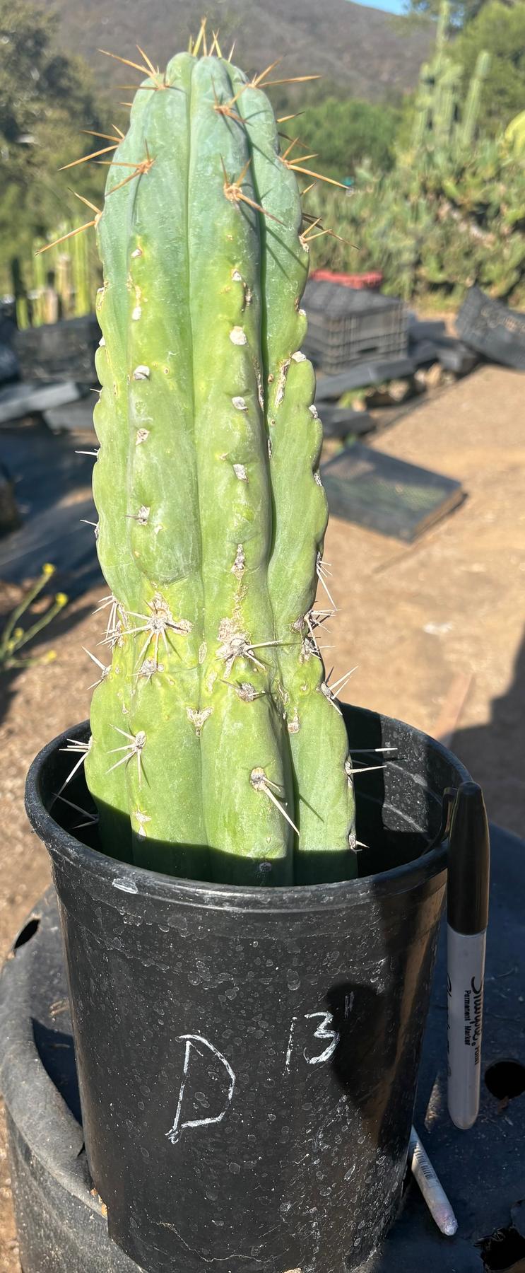 #EC210 Trichocereus Misfits Potted in 1 gallon Containers