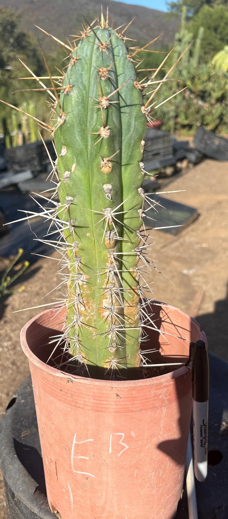 #EC210 Trichocereus Misfits Potted in 1 gallon Containers