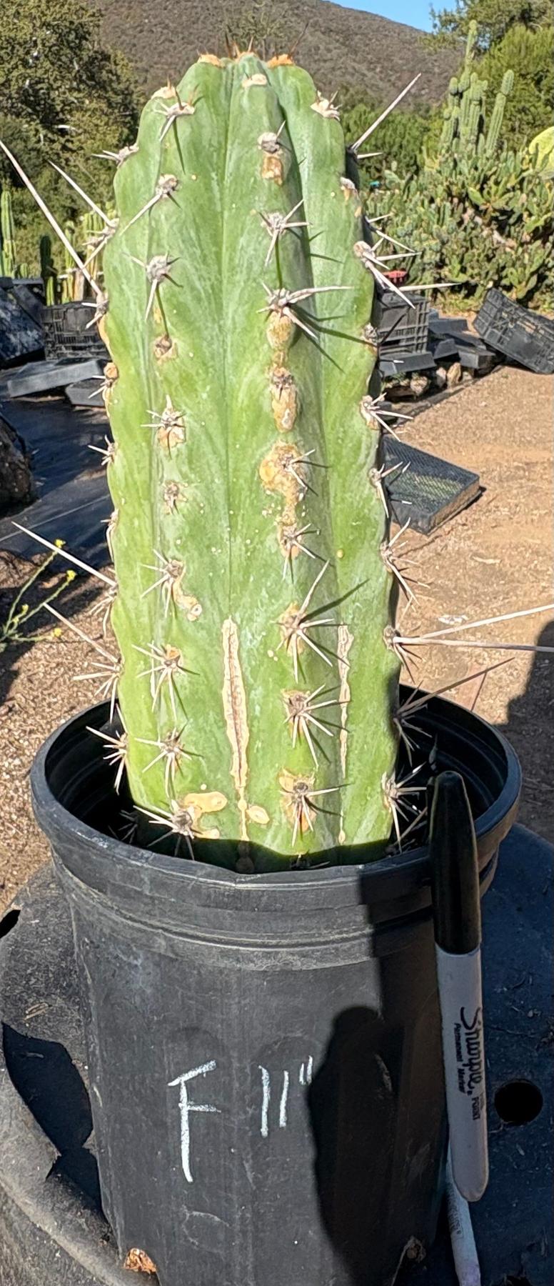 #EC210 Trichocereus Misfits Potted in 1 gallon Containers