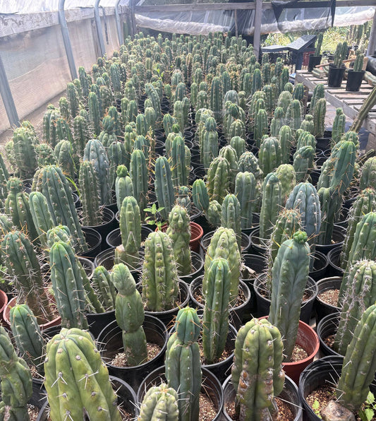 #EC210 Trichocereus Misfits Potted in 1 gallon Containers
