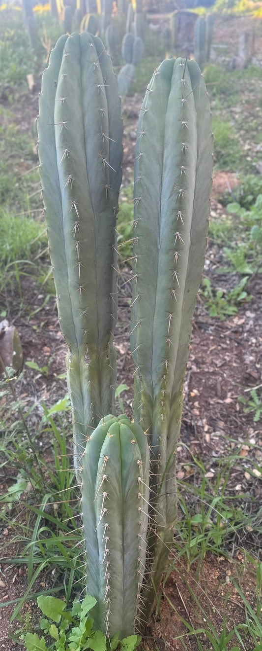 #EC211 EXACT Trichocereus Pachanoi Yowie X Monassa Blue Cactus 10” Cutting